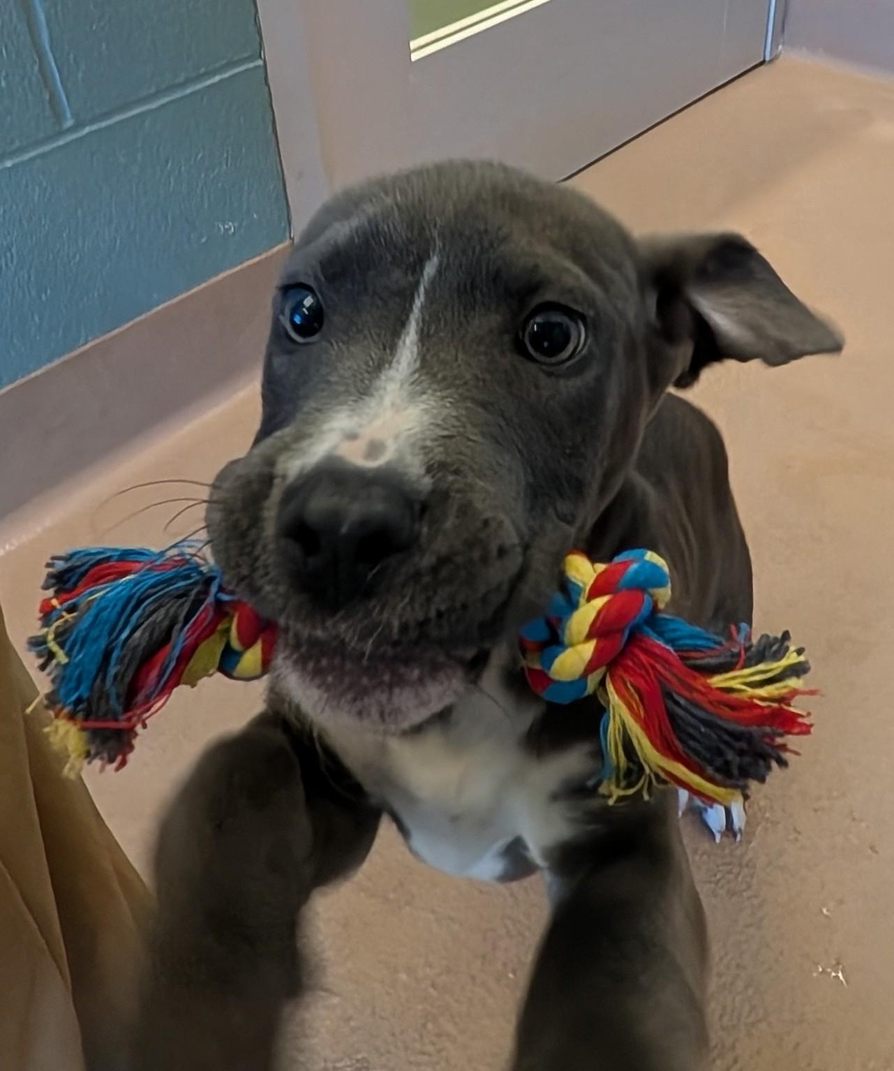 Swayze A217359, a ADOPTABLE mixed breed in Plano, TX image 2/4