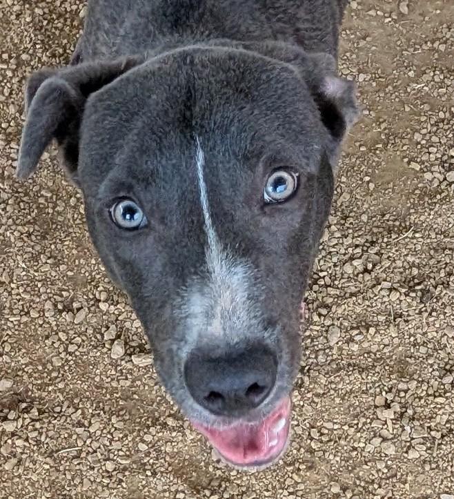 Enlarge Swayze A217359, a ADOPTABLE mixed breed in Plano, TX image 3/6