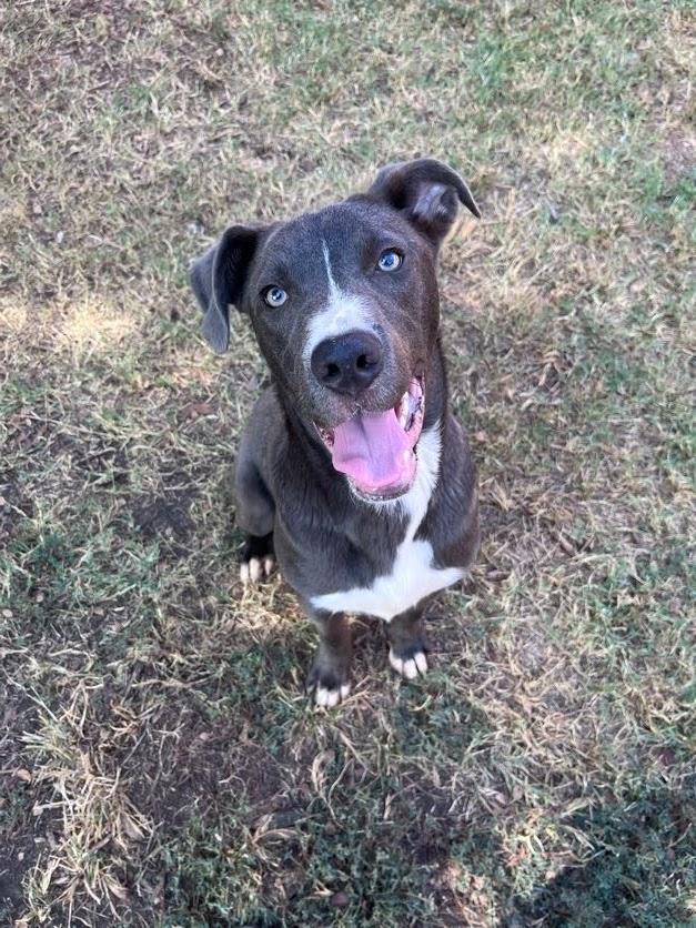 Enlarge Swayze A217359, a Adoptable mixed breed in Plano, TX image 6/6