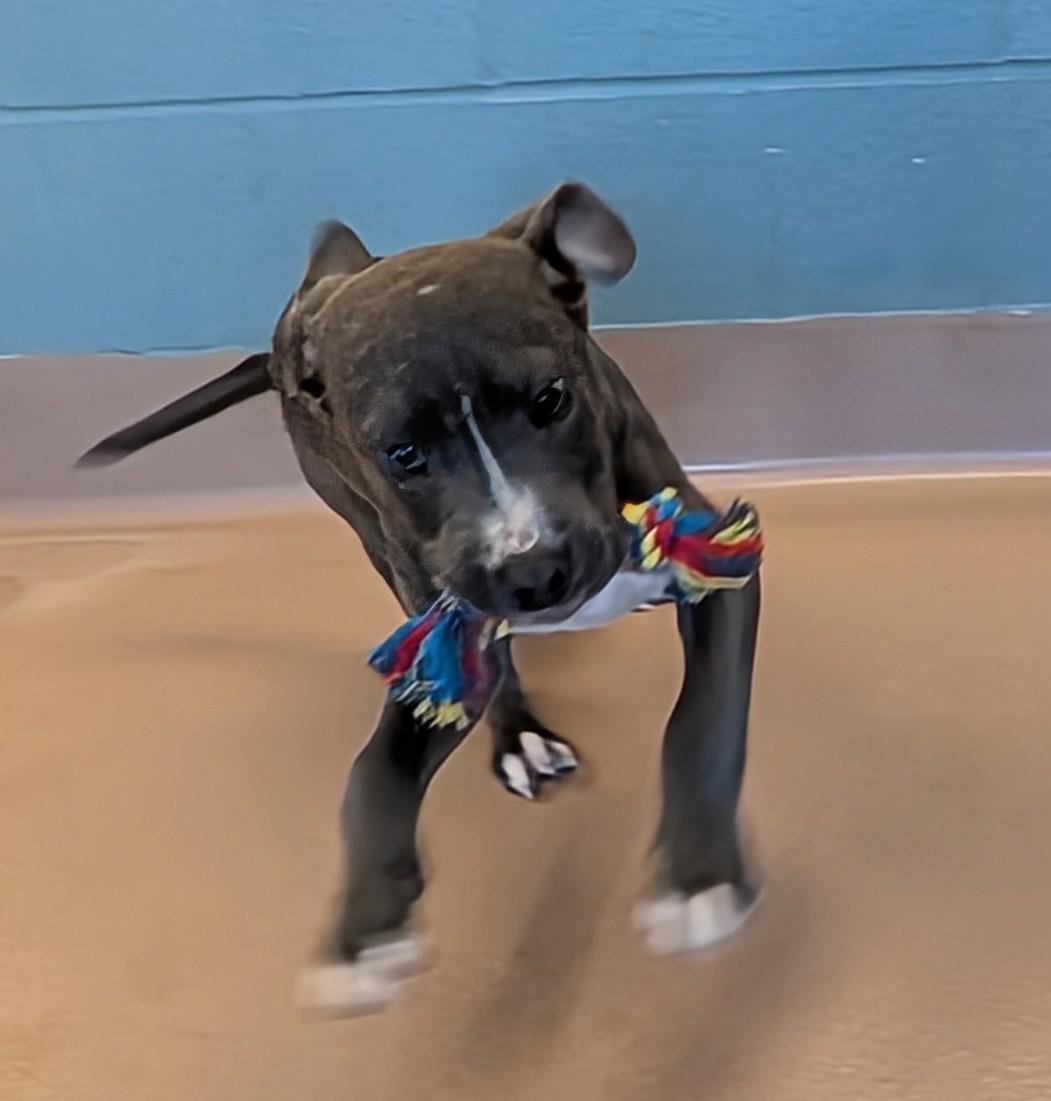 Swayze A217359, a ADOPTABLE mixed breed in Plano, TX image 3/4