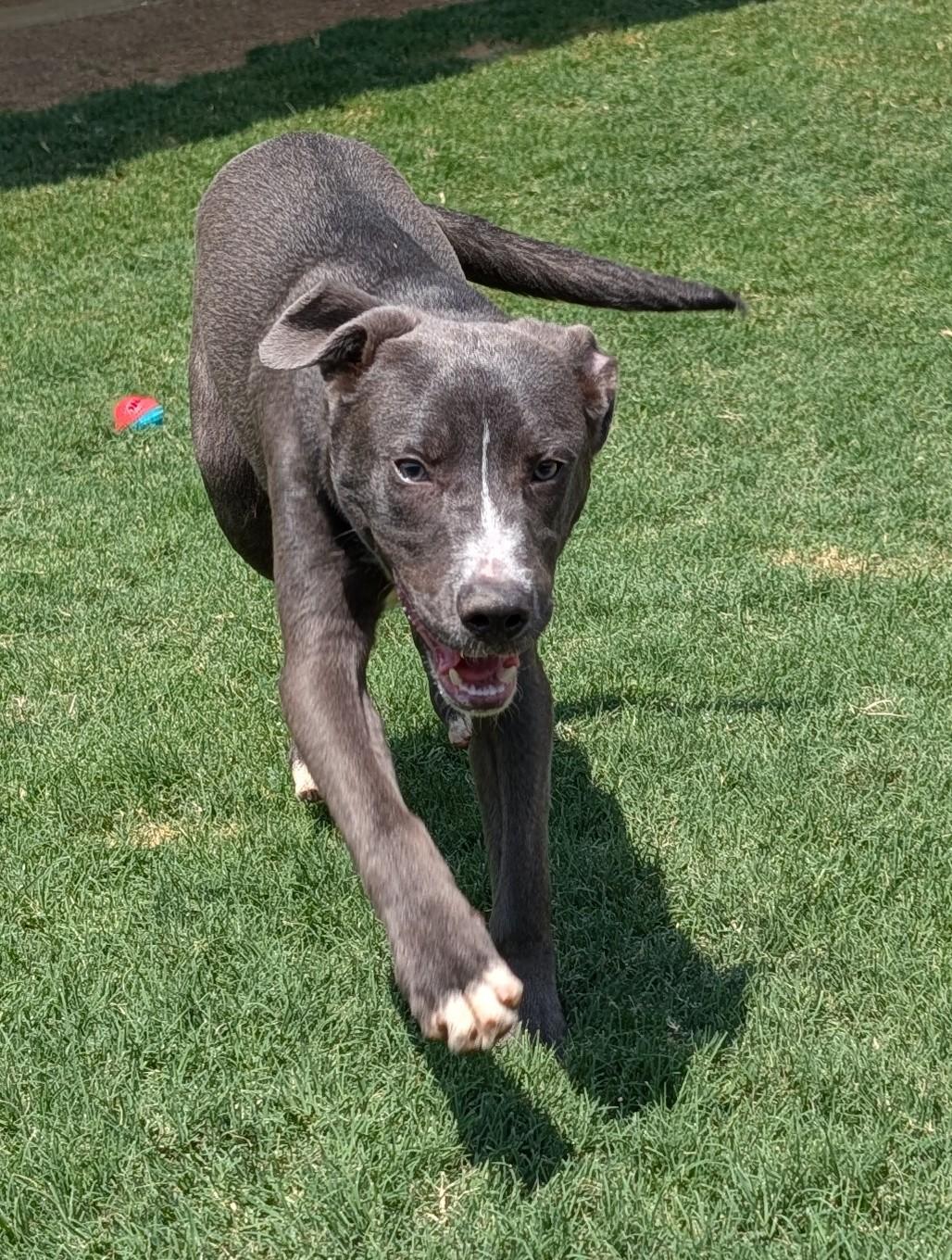 Enlarge Swayze A217359, a ADOPTABLE mixed breed in Plano, TX image 4/6