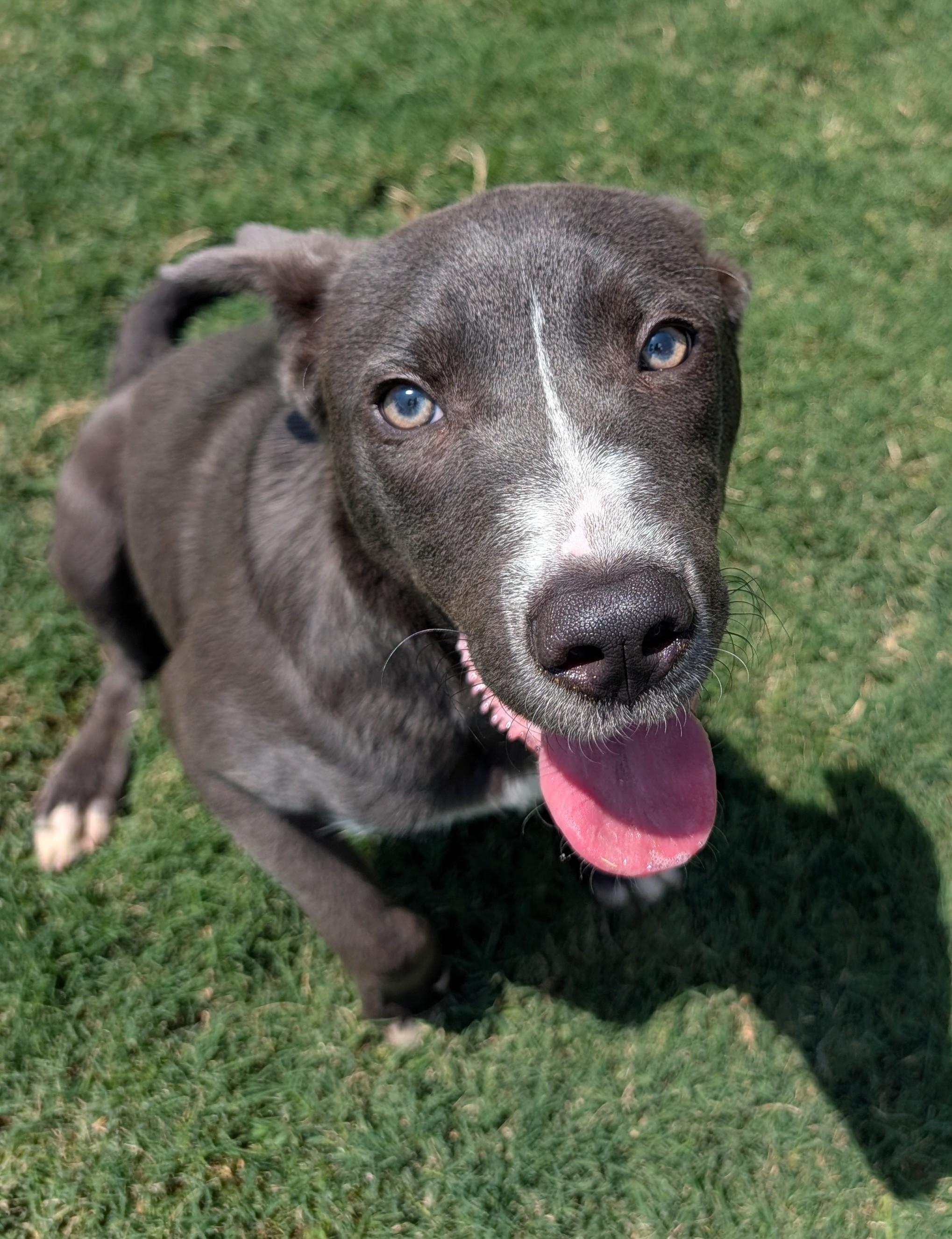 Enlarge Swayze A217359, a ADOPTABLE mixed breed in Plano, TX image 2/6