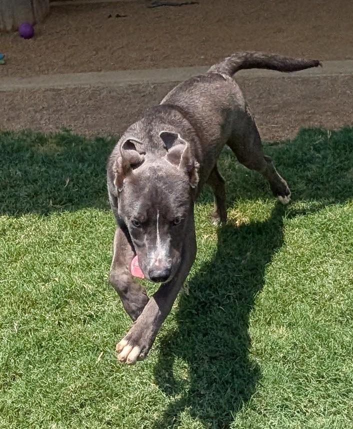 Enlarge Swayze A217359, a ADOPTABLE mixed breed in Plano, TX image 6/6