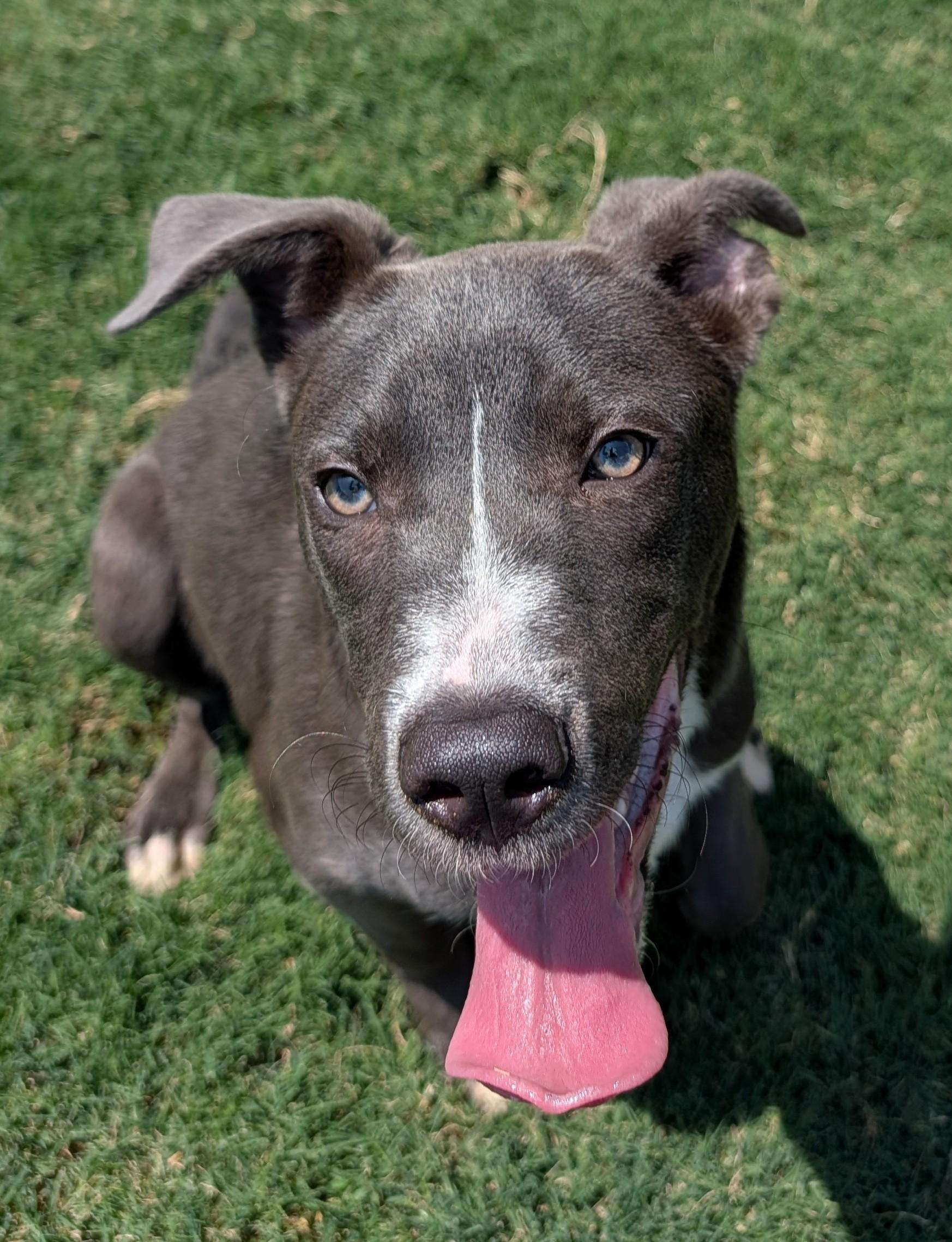 Swayze A217359, ADOPTABLE, Puppy Male Pit Bull Terrier.