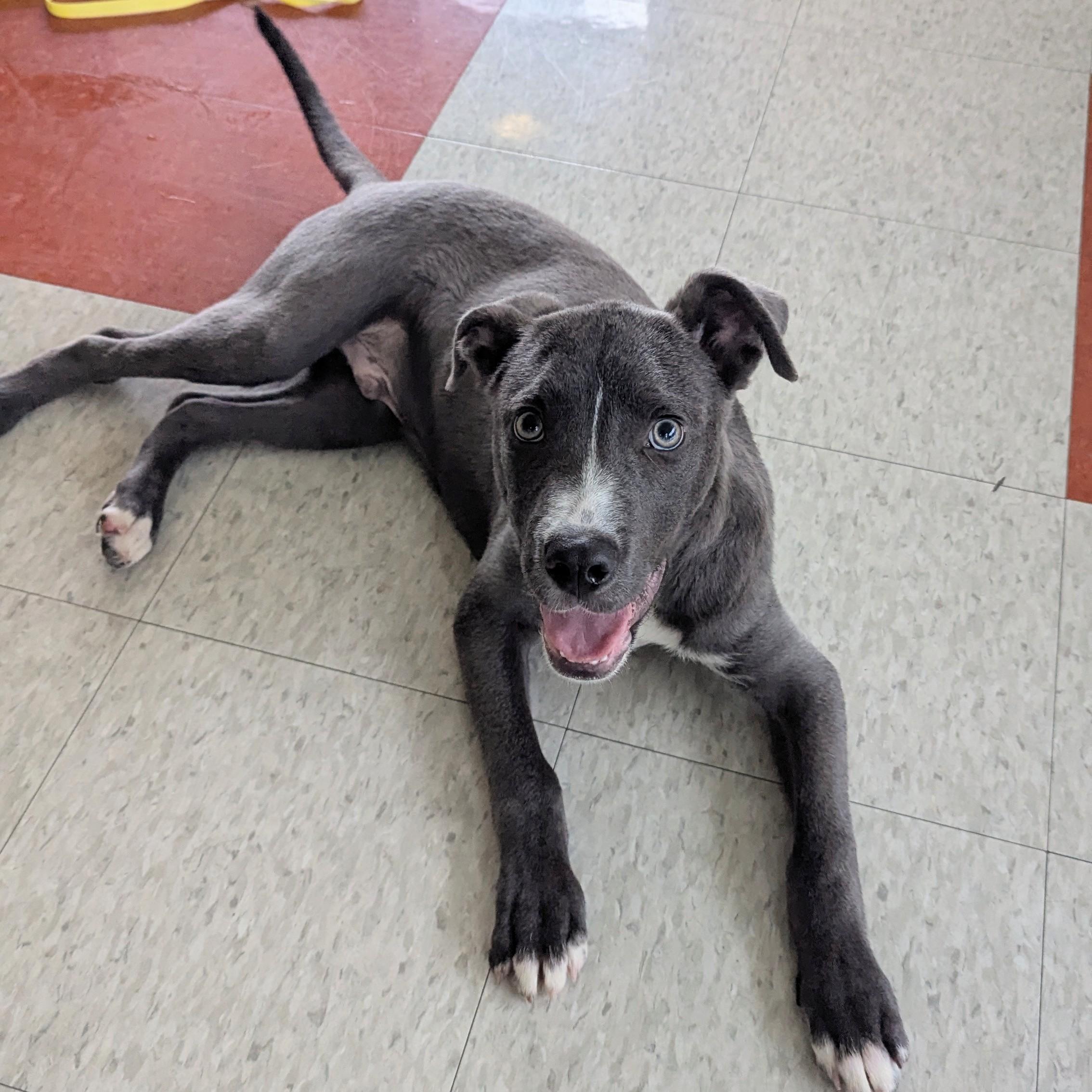 Swayze A217359, ADOPTABLE, Puppy Male Pit Bull Terrier.