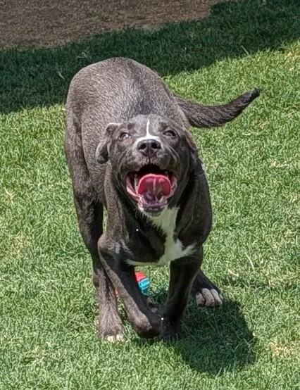 Enlarge Swayze A217359, a ADOPTABLE mixed breed in Plano, TX image 5/6