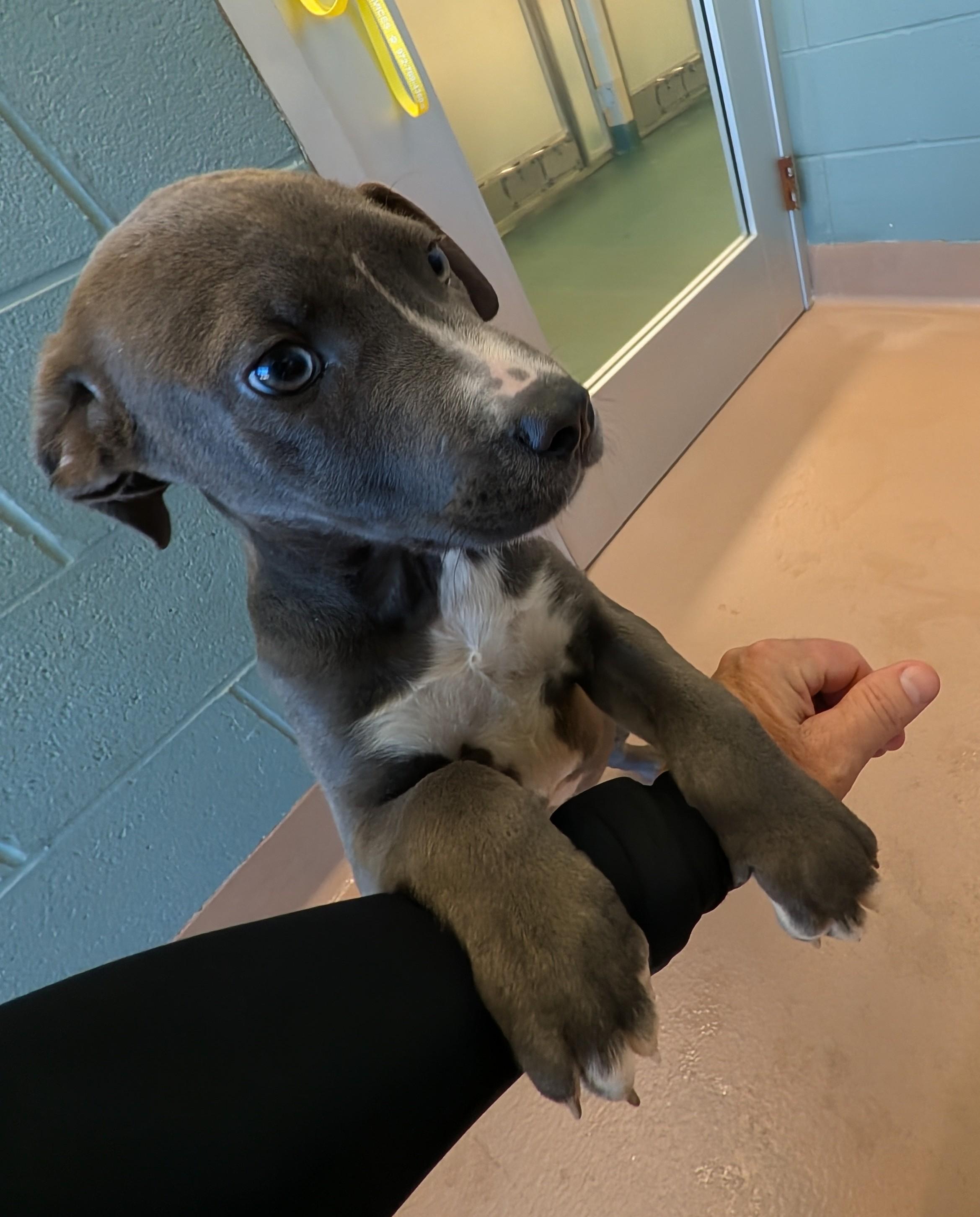 Swayze A217359, a ADOPTABLE mixed breed in Plano, TX image 4/4