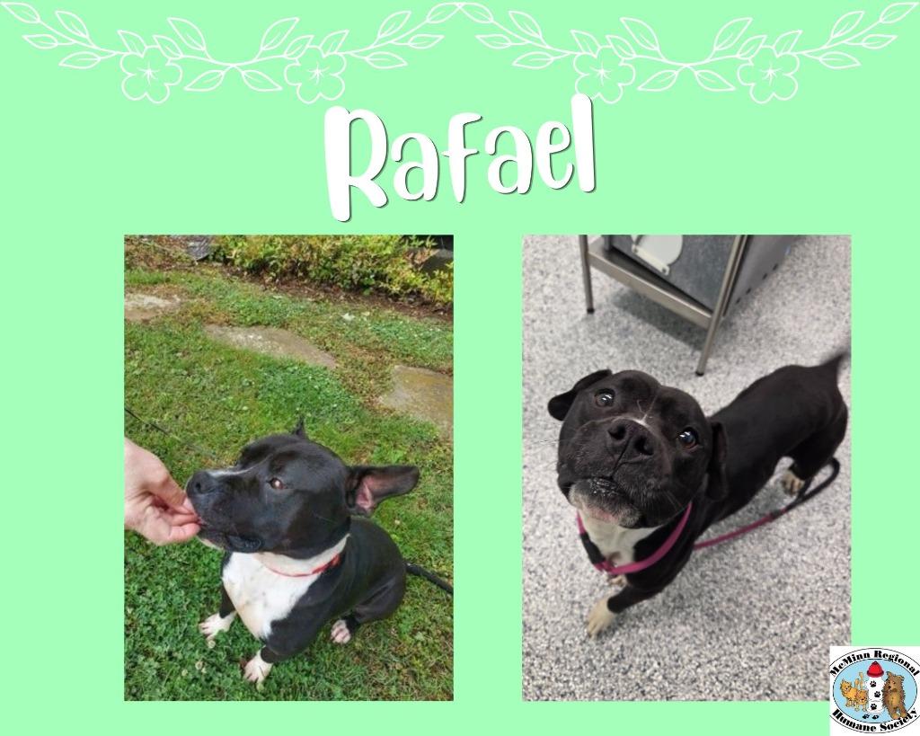 Enlarge Rafael, a Adoptable mixed breed in Athens, TN image 1/2