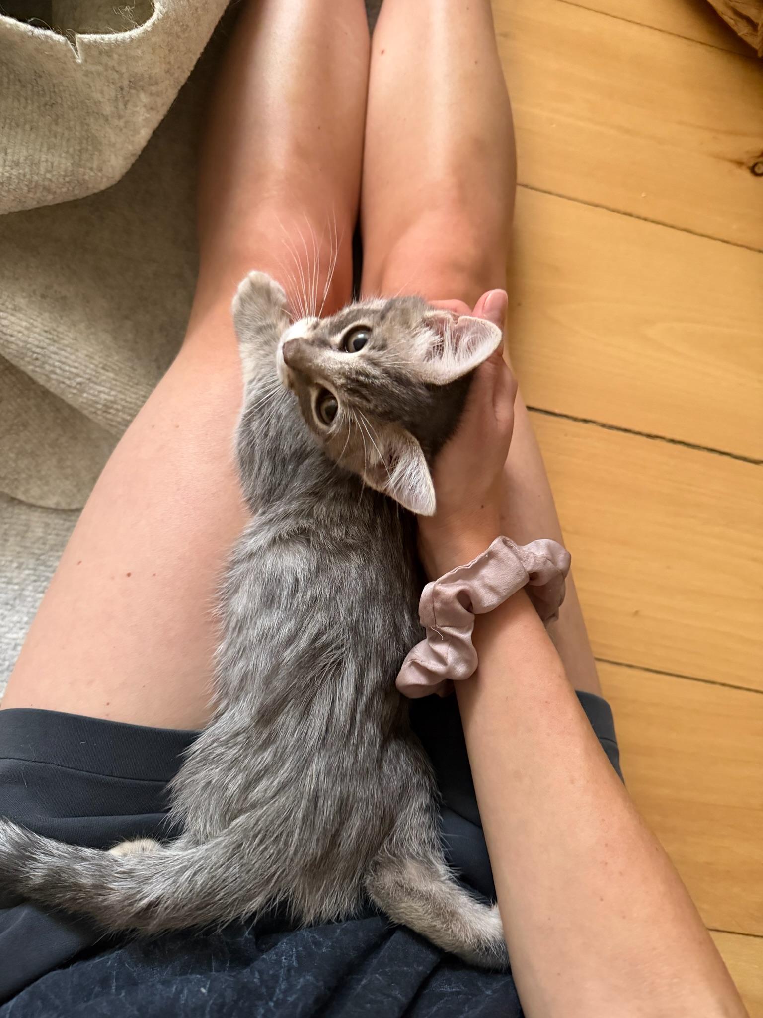 Sharky, a Adoptable Domestic Short Hair in Brooklyn, NY image 2/6