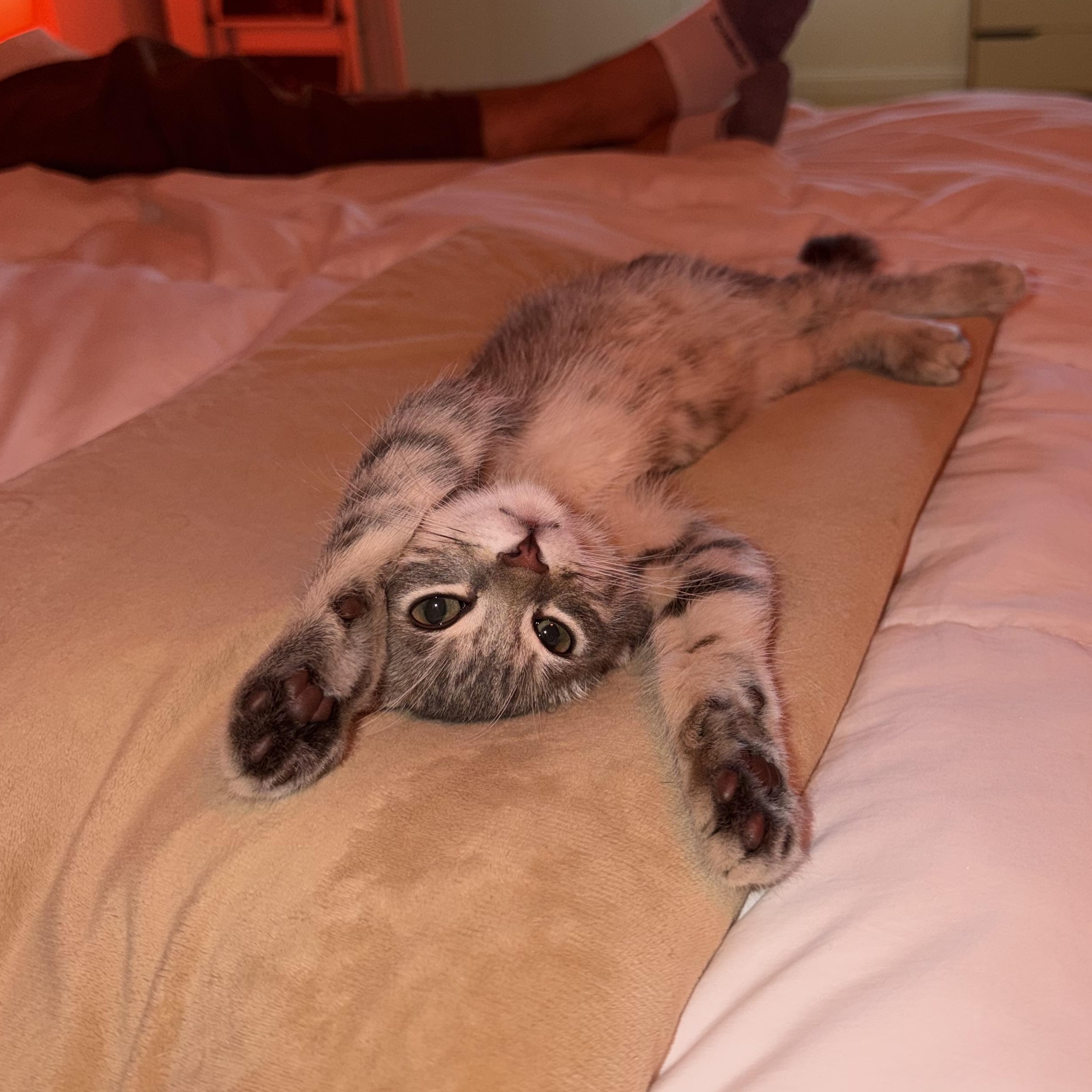 Sharky, a Adoptable Domestic Short Hair in Brooklyn, NY image 1/6