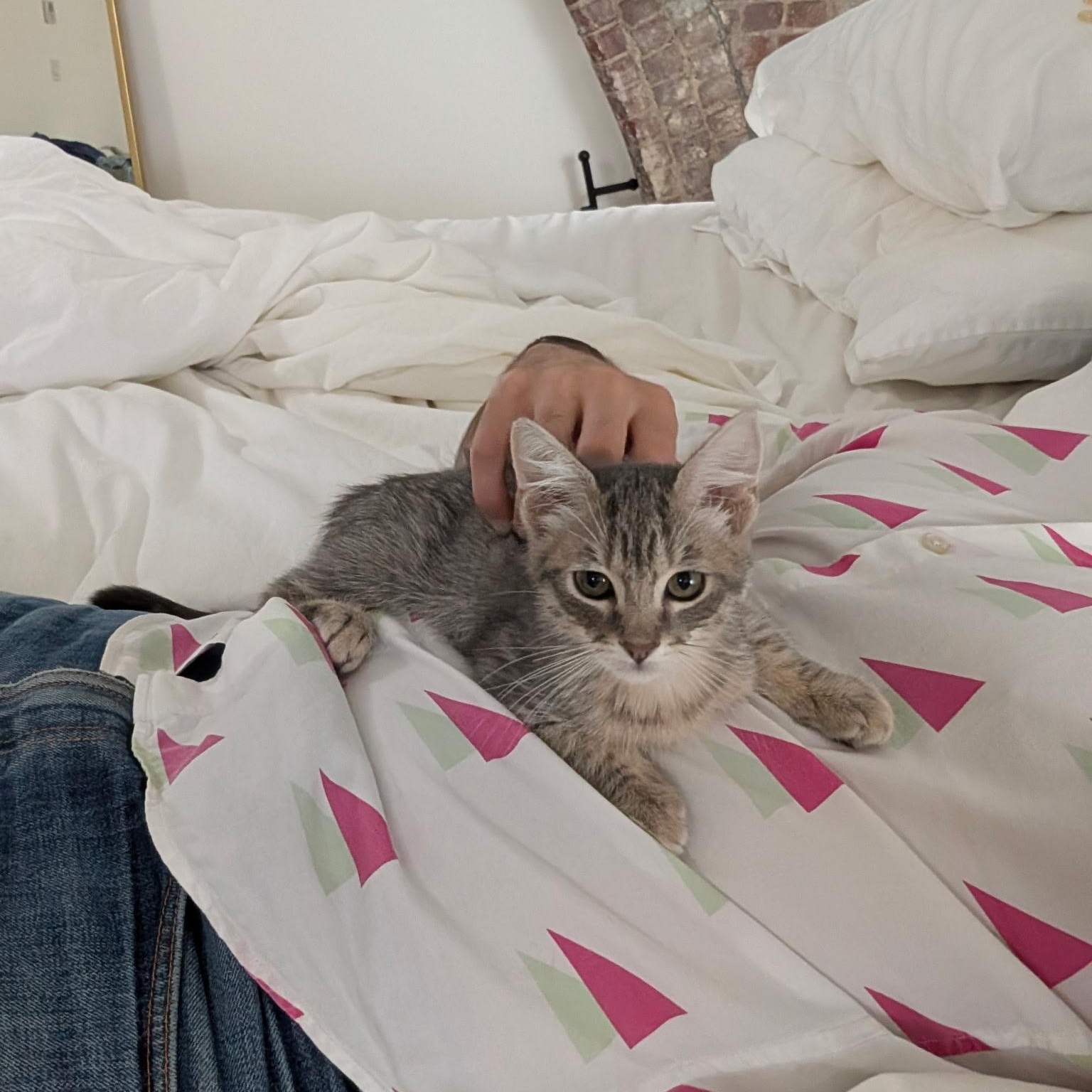 Sharky, a Adoptable Domestic Short Hair in Brooklyn, NY image 5/6
