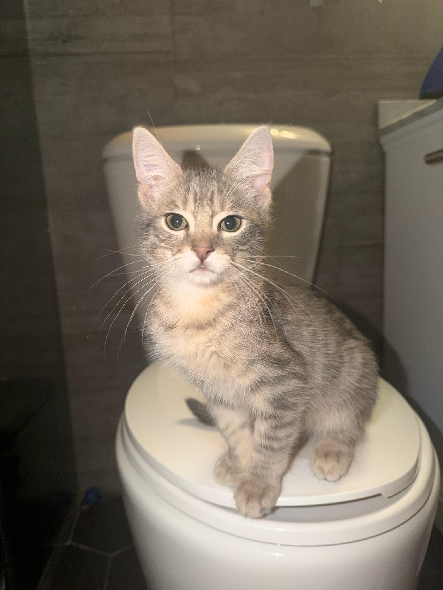 Sharky, a Adoptable Domestic Short Hair in Brooklyn, NY image 6/6