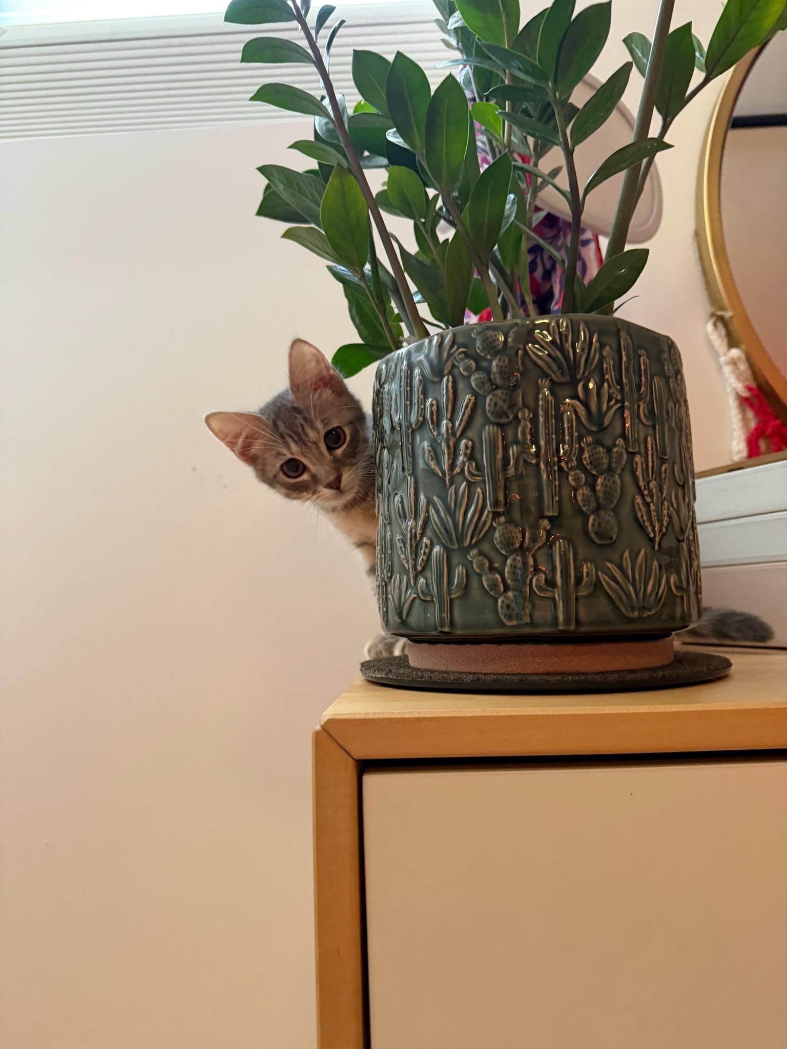 Sharky, a Adoptable Domestic Short Hair in Brooklyn, NY image 3/6