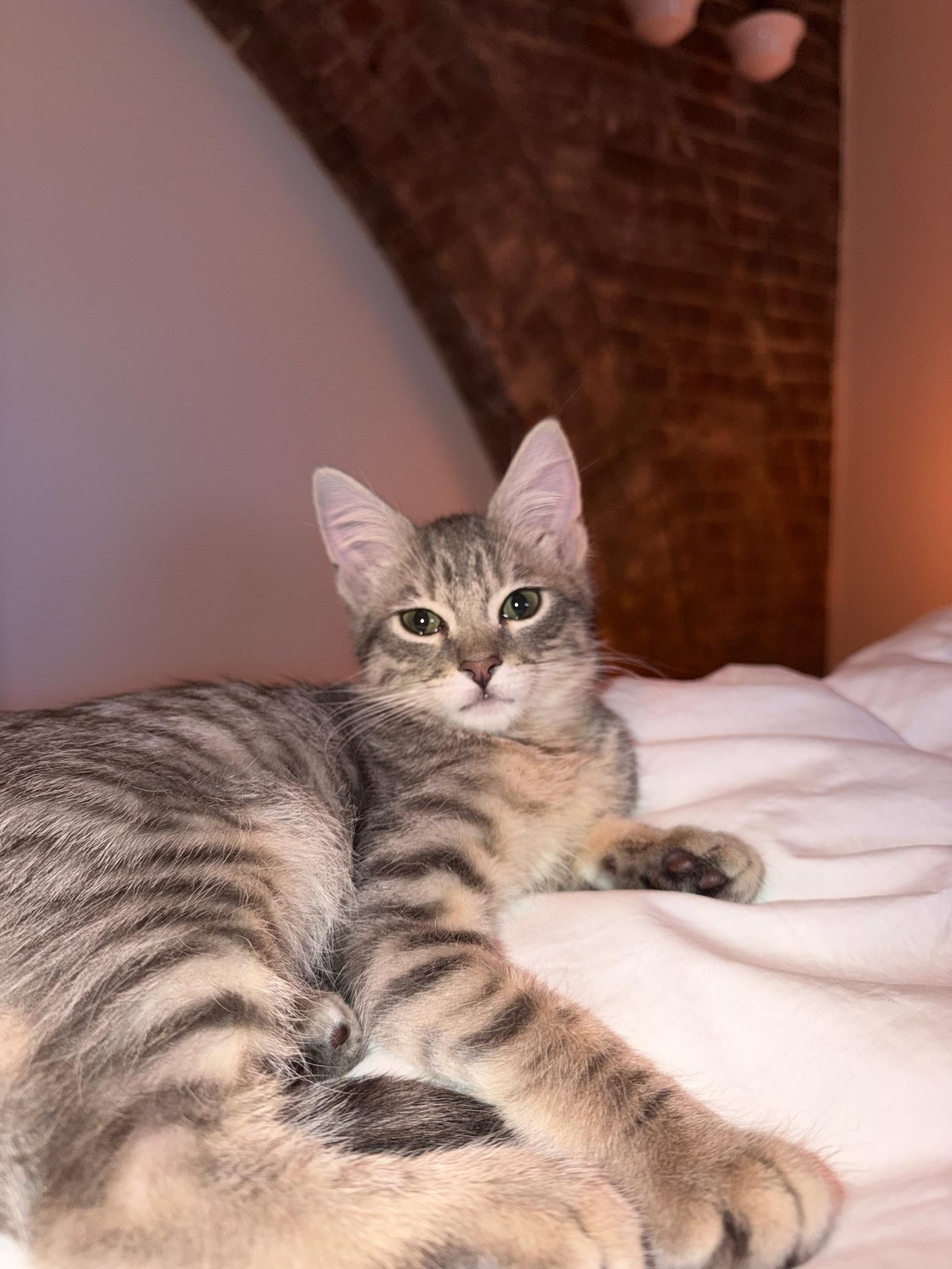 Sharky, a Adoptable Domestic Short Hair in Brooklyn, NY image 4/6