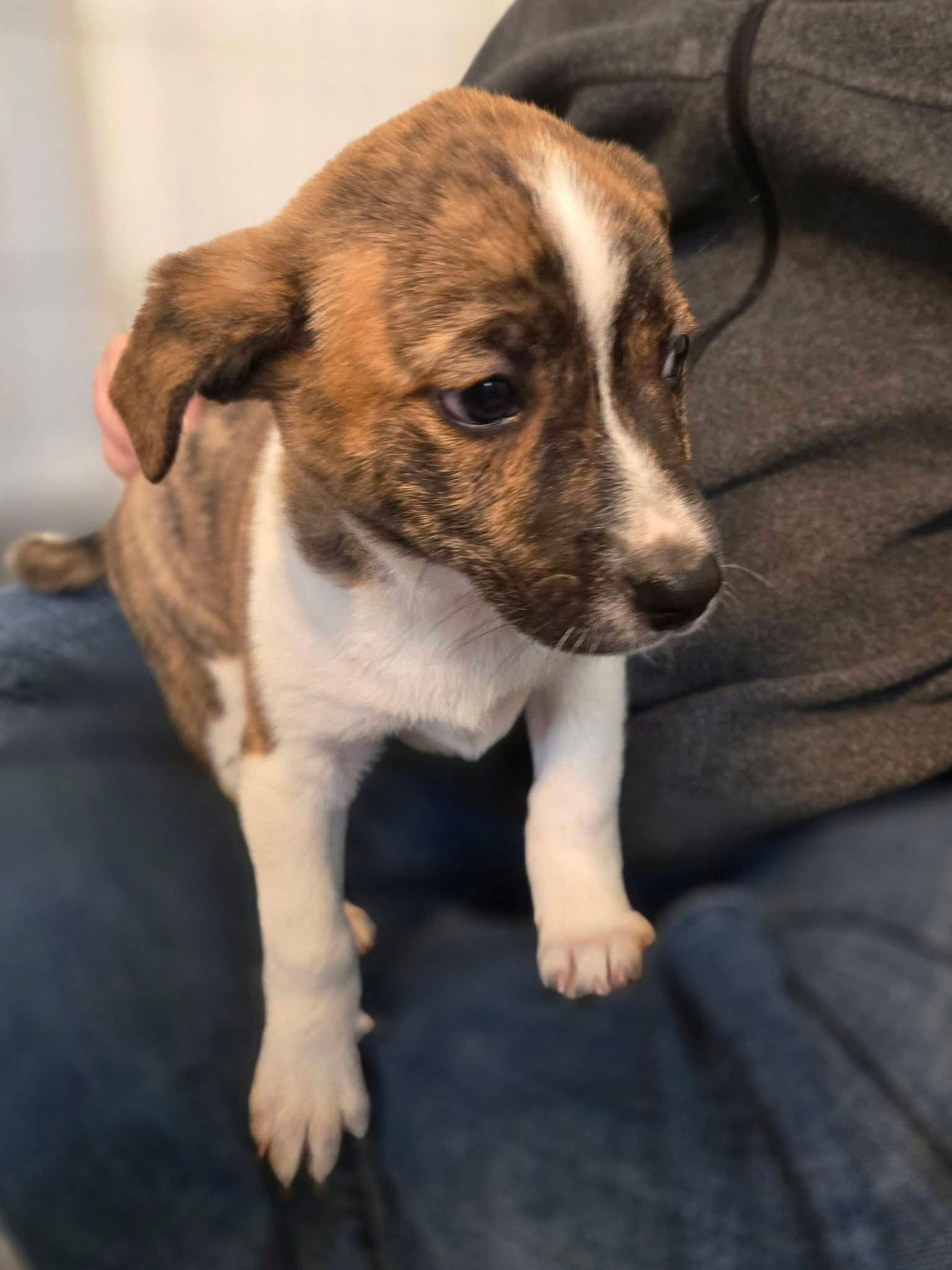 Lucy, Adoptable, Puppy Female Mountain Cur.
