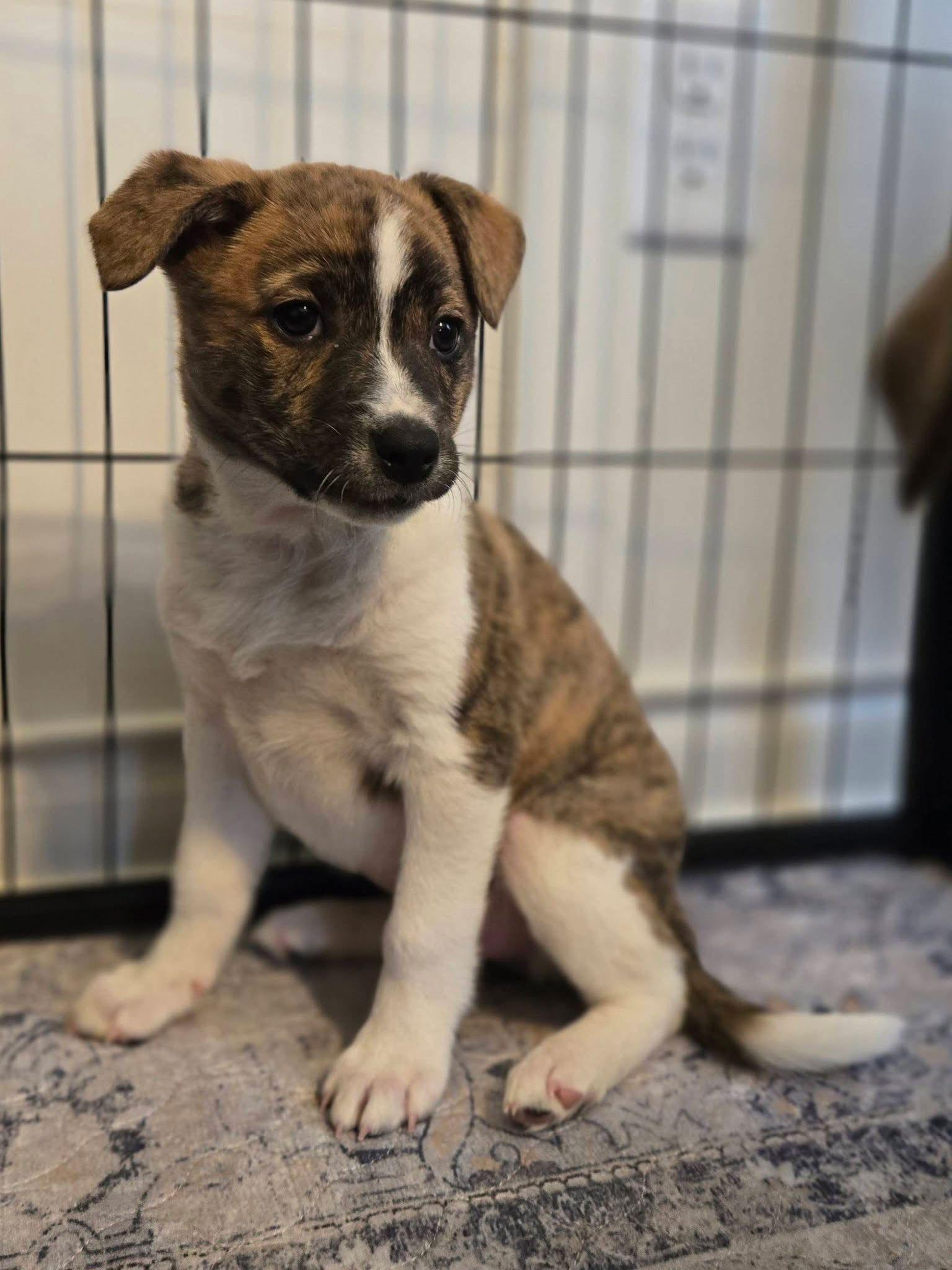 Enlarge Lucy, a Adoptable Mountain Cur in New London, WI image 2/3