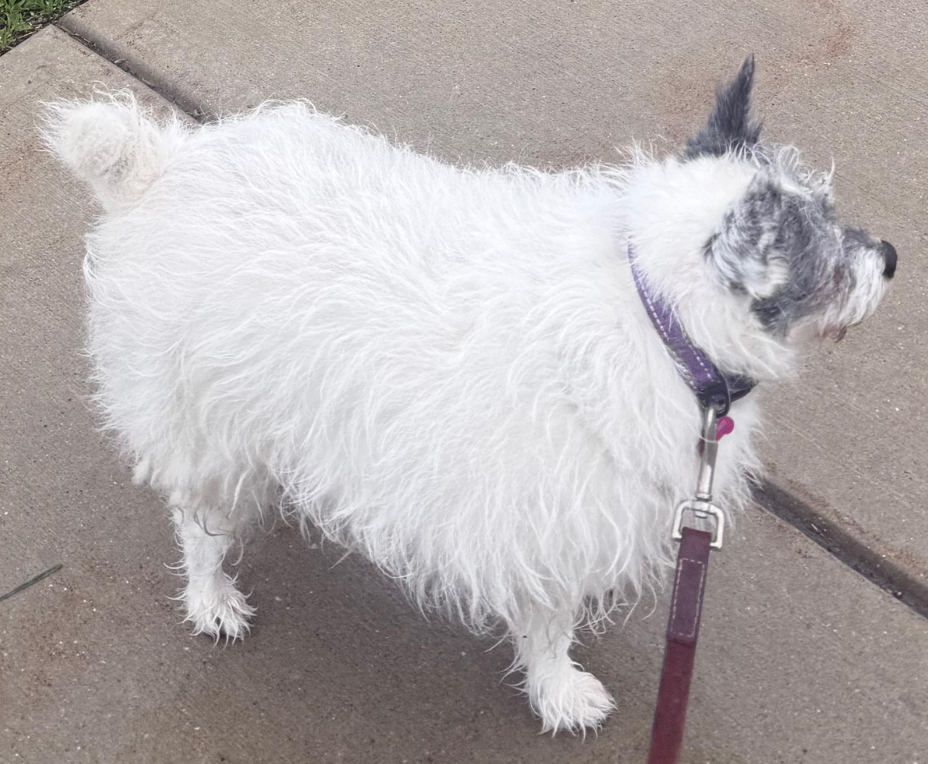 Ally, a ADOPTABLE mixed breed in Wingdale, NY image 2/3