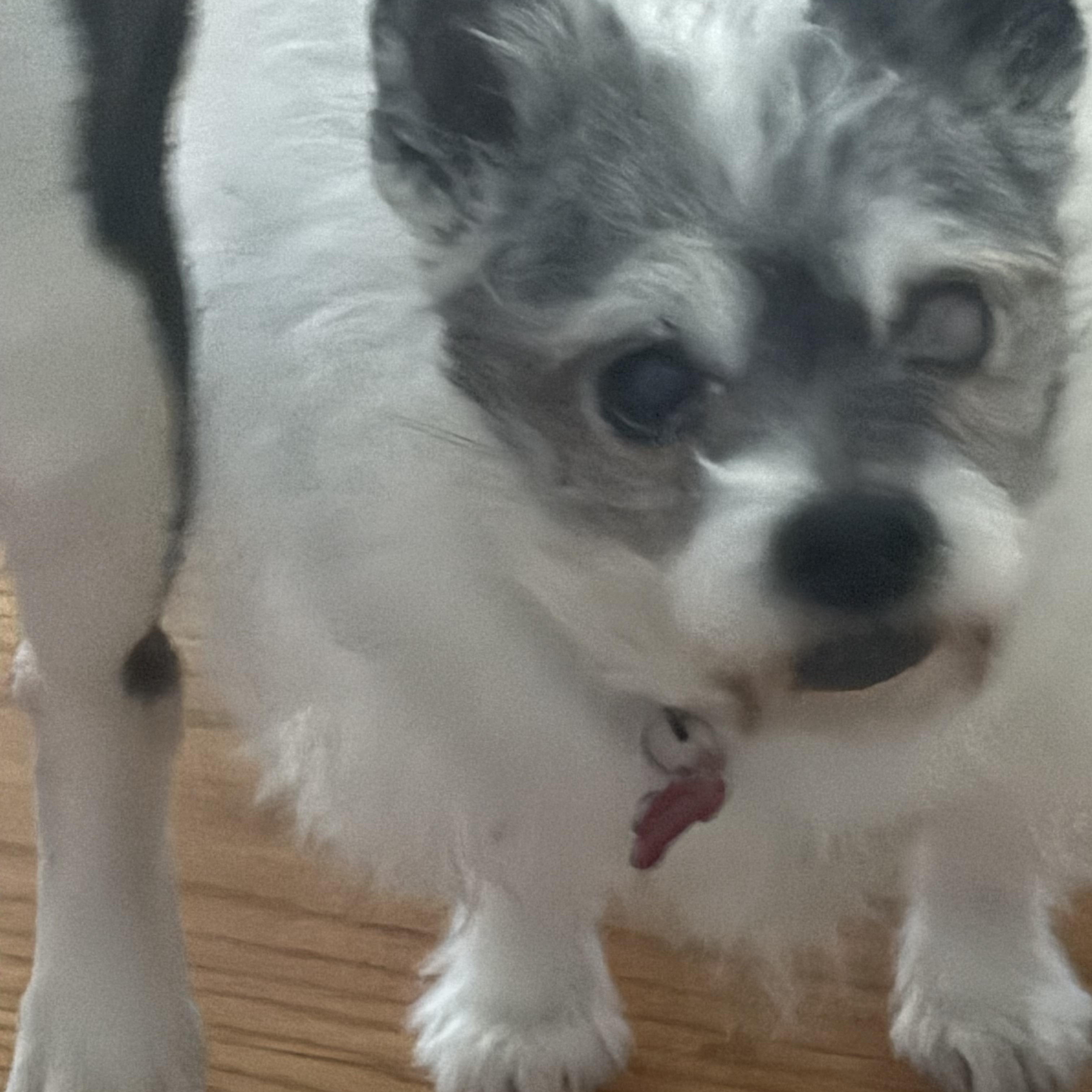 Ally, ADOPTABLE, Senior Female Miniature Poodle & Chihuahua.