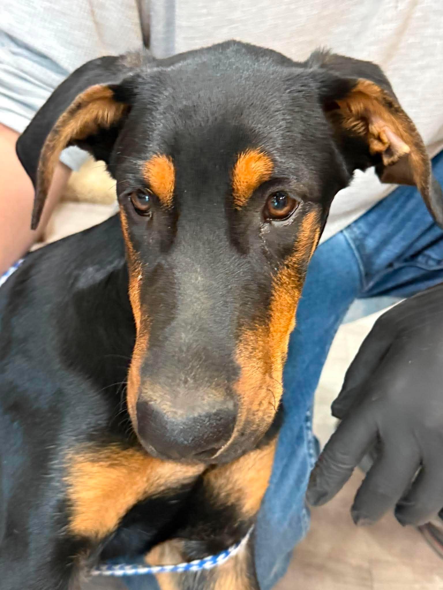 Vibe, Adopted, Young Male Doberman Pinscher.
