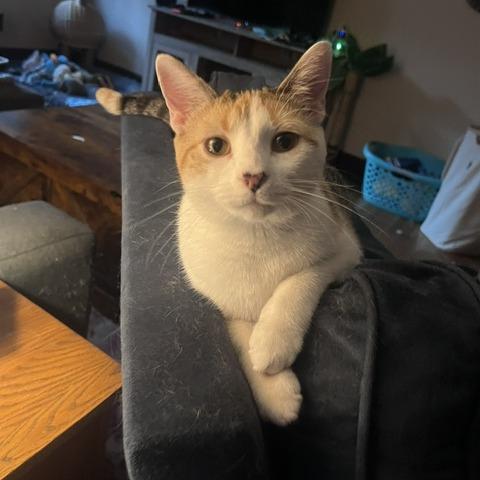 Cherry Breese, Adoptable, Young Female Domestic Short Hair.