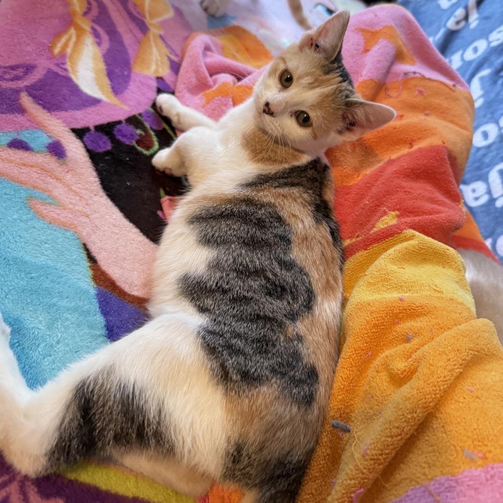 Enlarge Cherry Breese, a Adoptable Domestic Short Hair in St. Louis, MO image 5/6