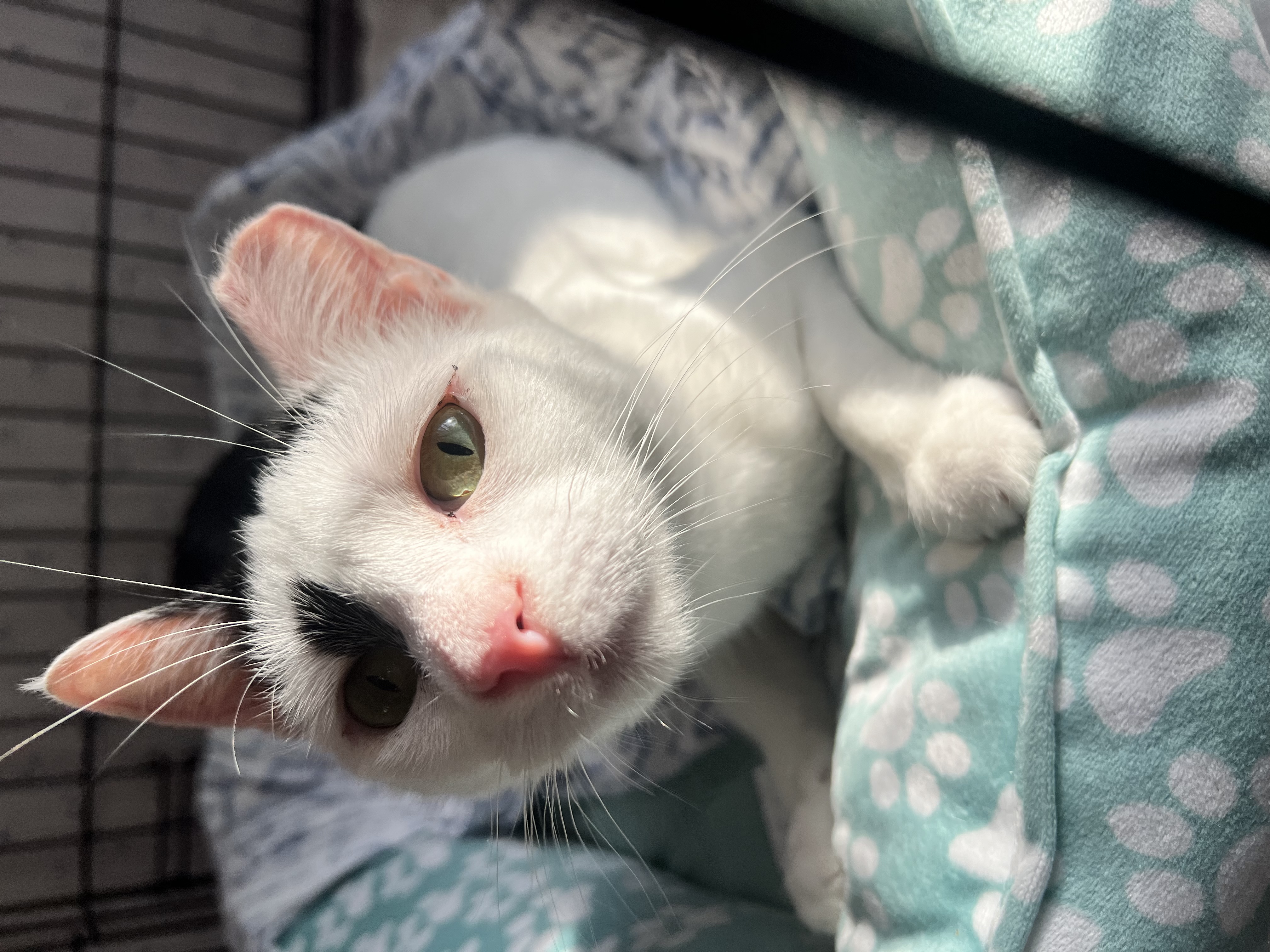 Kit Kat, Adoptable, Young Female Domestic Short Hair.