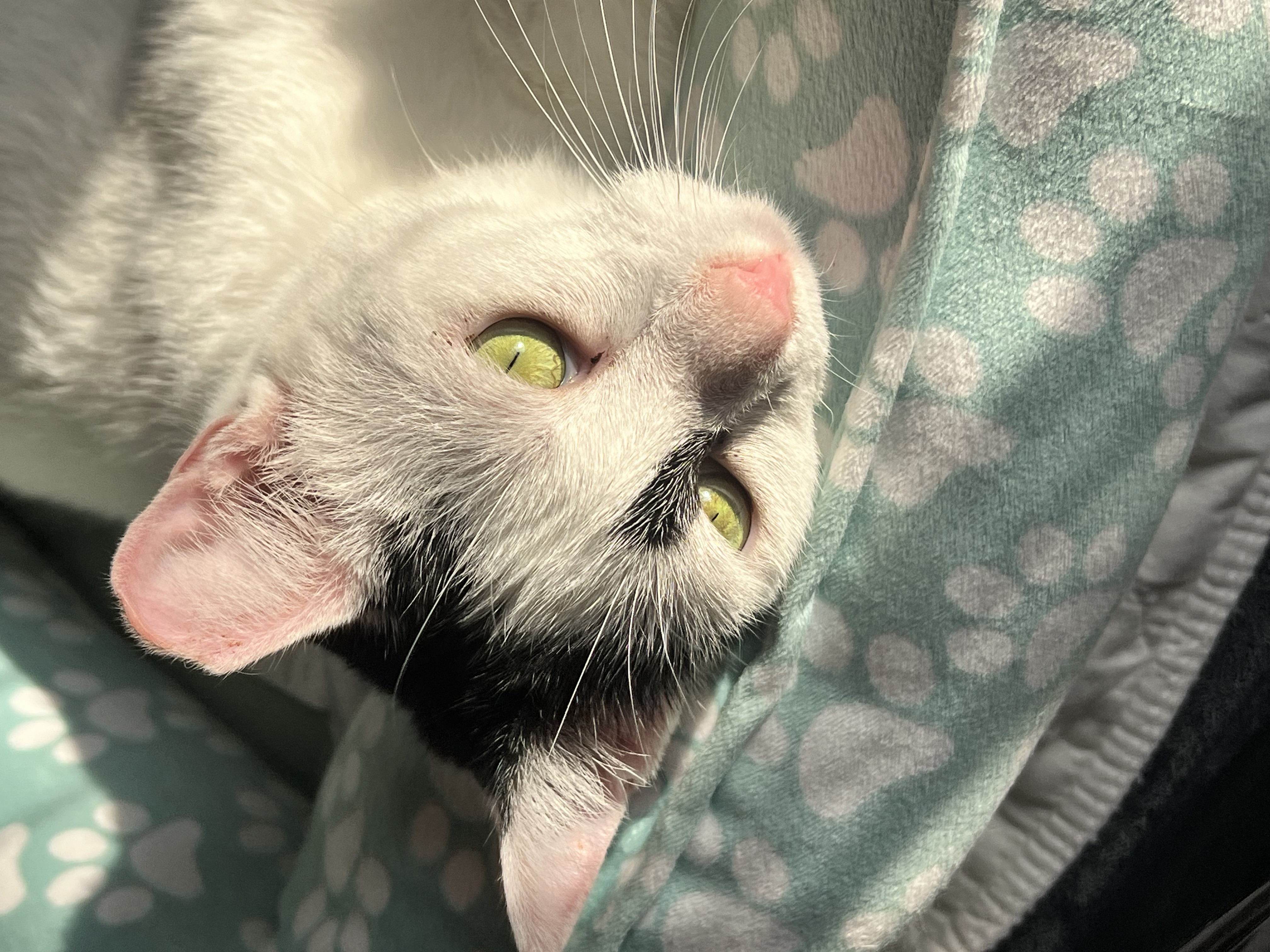 Kit Kat, a Adoptable Domestic Short Hair in Staten Island, NY image 2/3