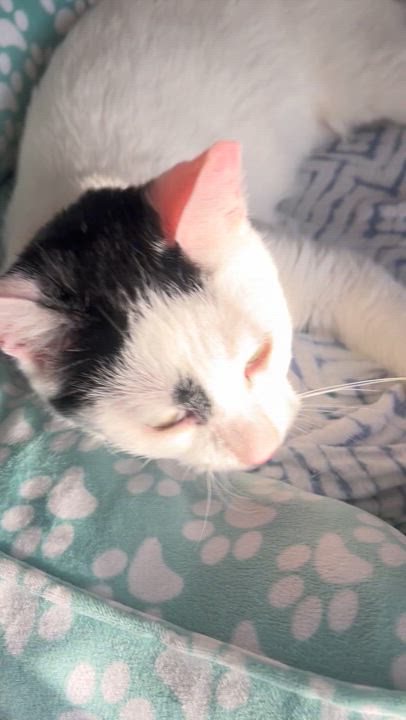 Enlarge Kit Kat, a Adoptable Domestic Short Hair in Staten Island, NY video 3/3