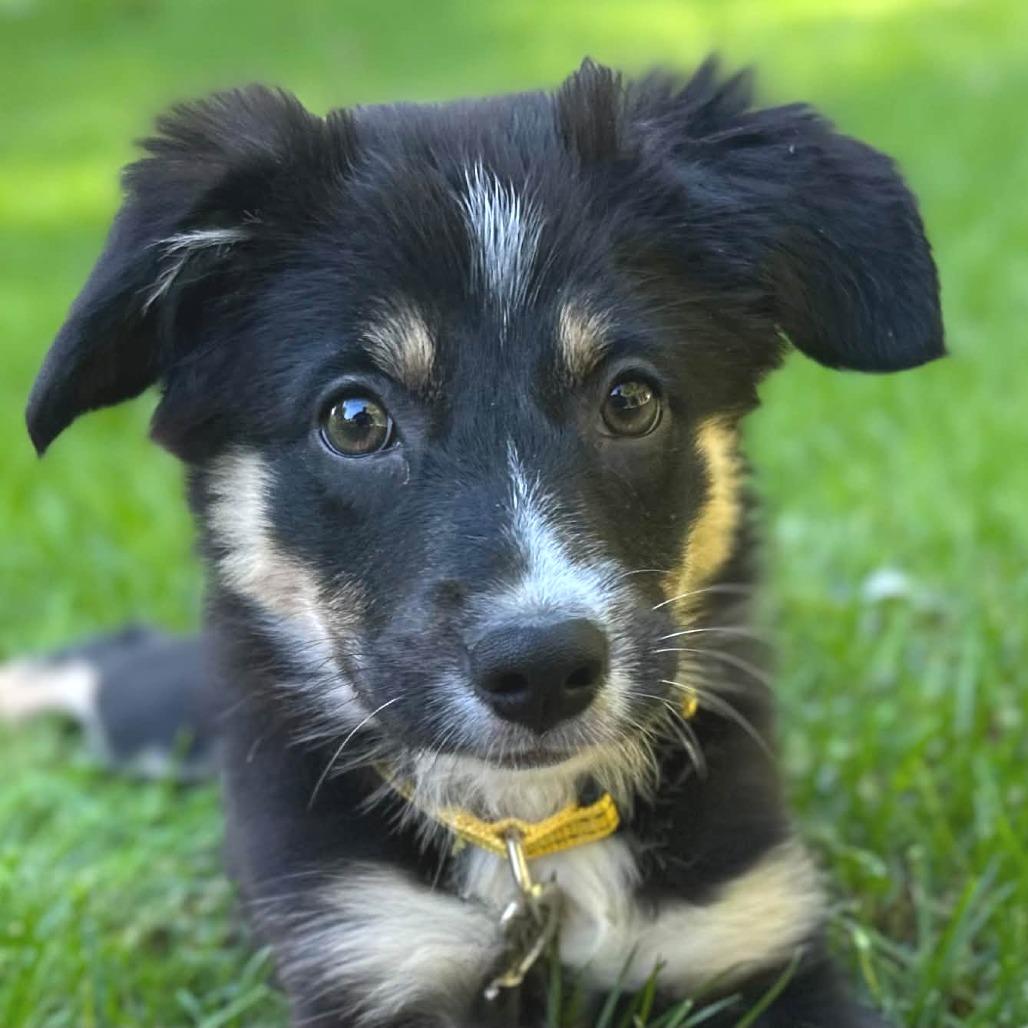 Enlarge Pearl, a Adoptable mixed breed in West Olive, MI image 1/4