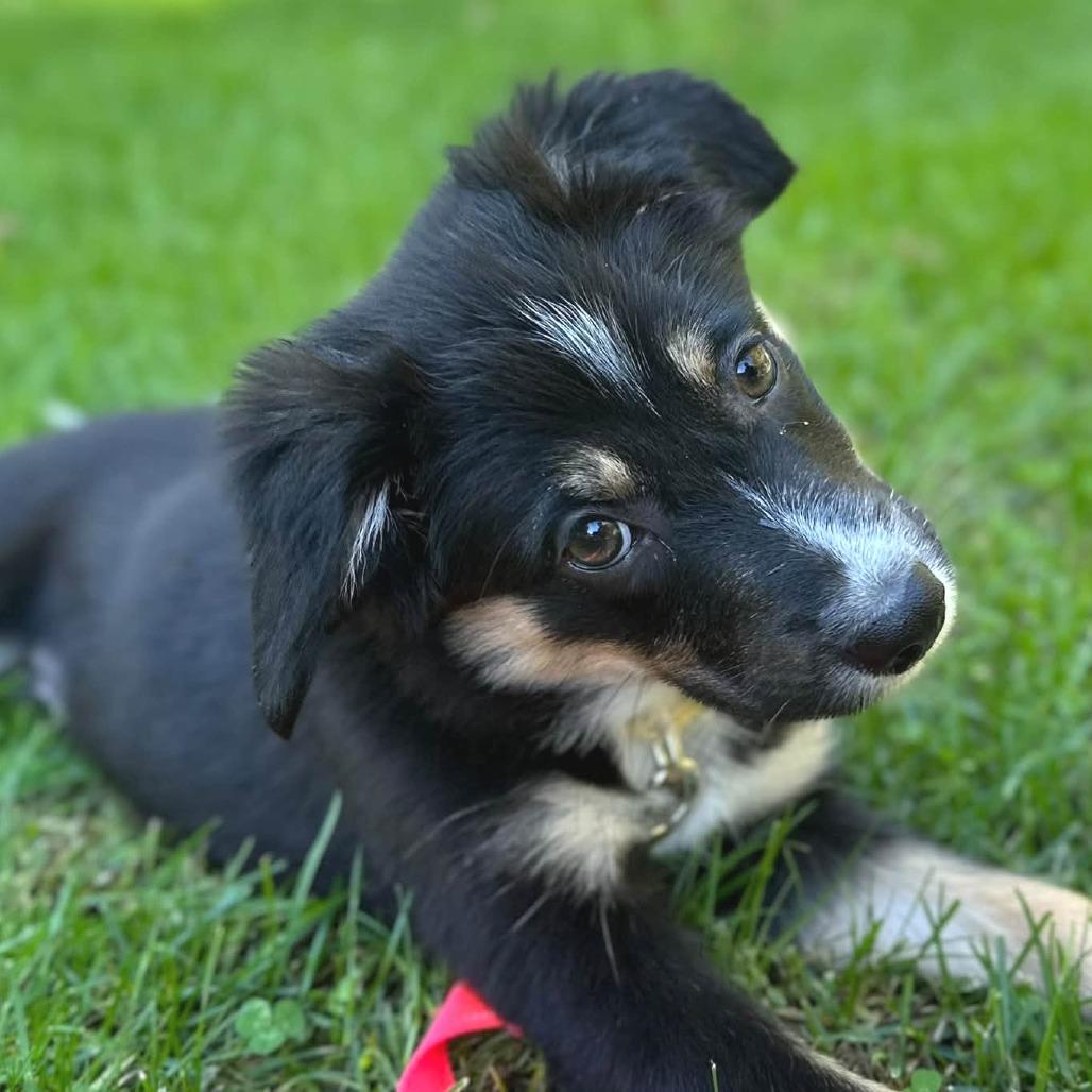 Enlarge Pearl, a Adoptable mixed breed in West Olive, MI image 2/4