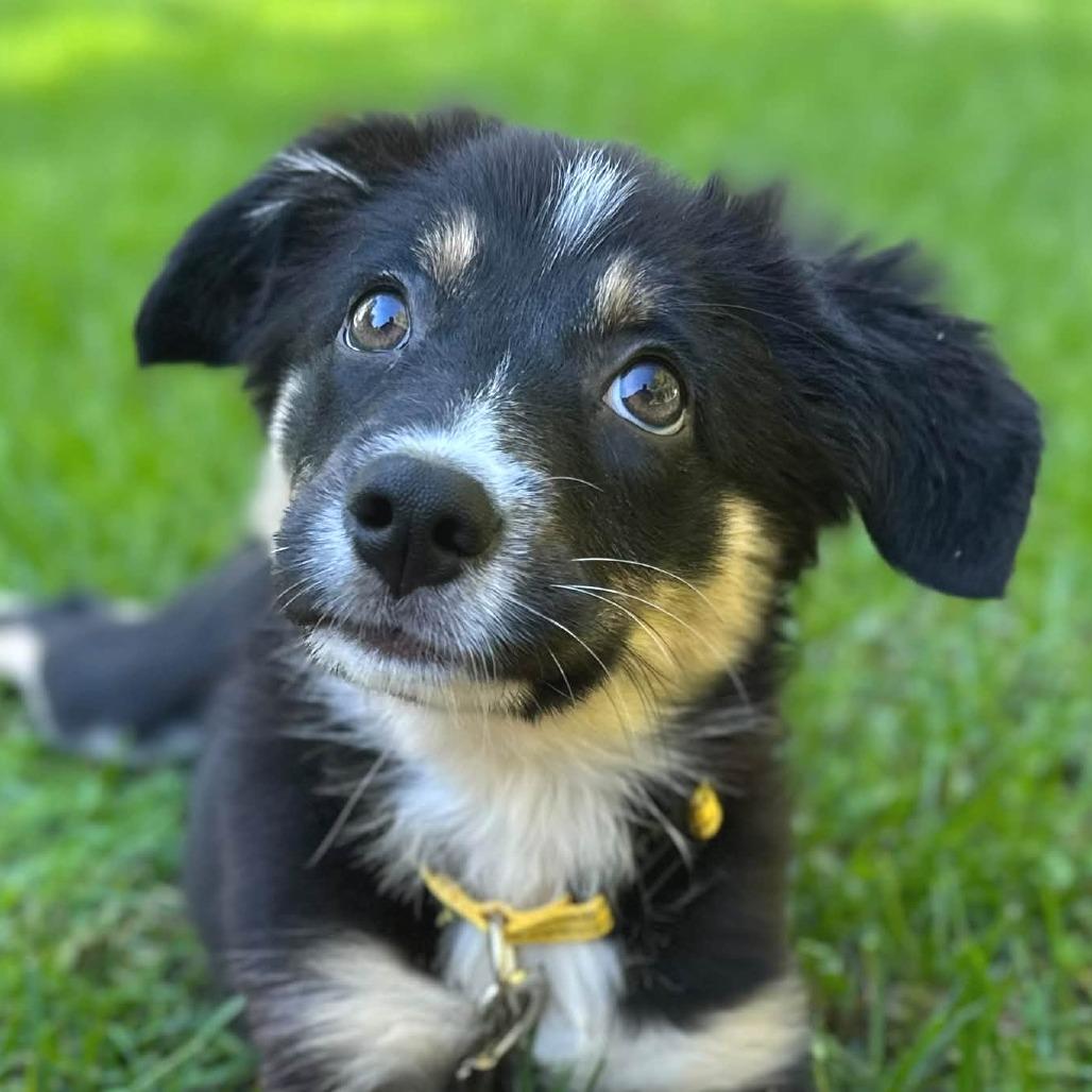 Enlarge Pearl, a Adoptable mixed breed in West Olive, MI image 3/4