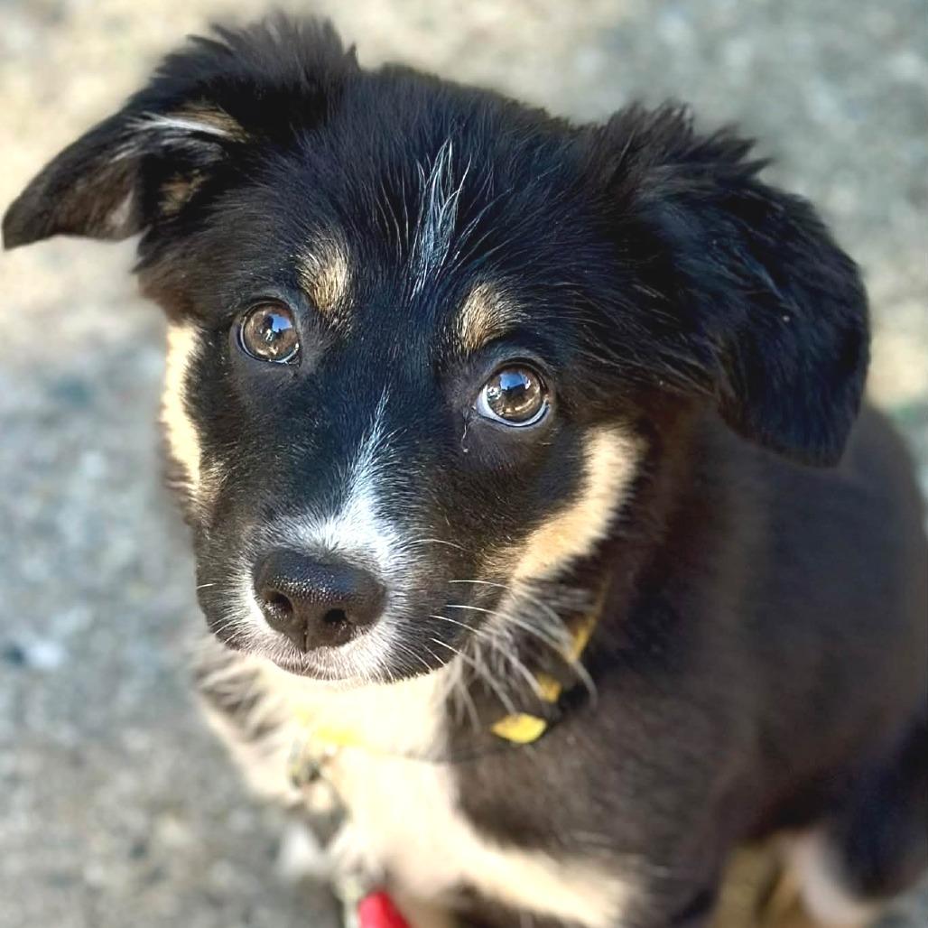 Enlarge Pearl, a Adoptable mixed breed in West Olive, MI image 4/4