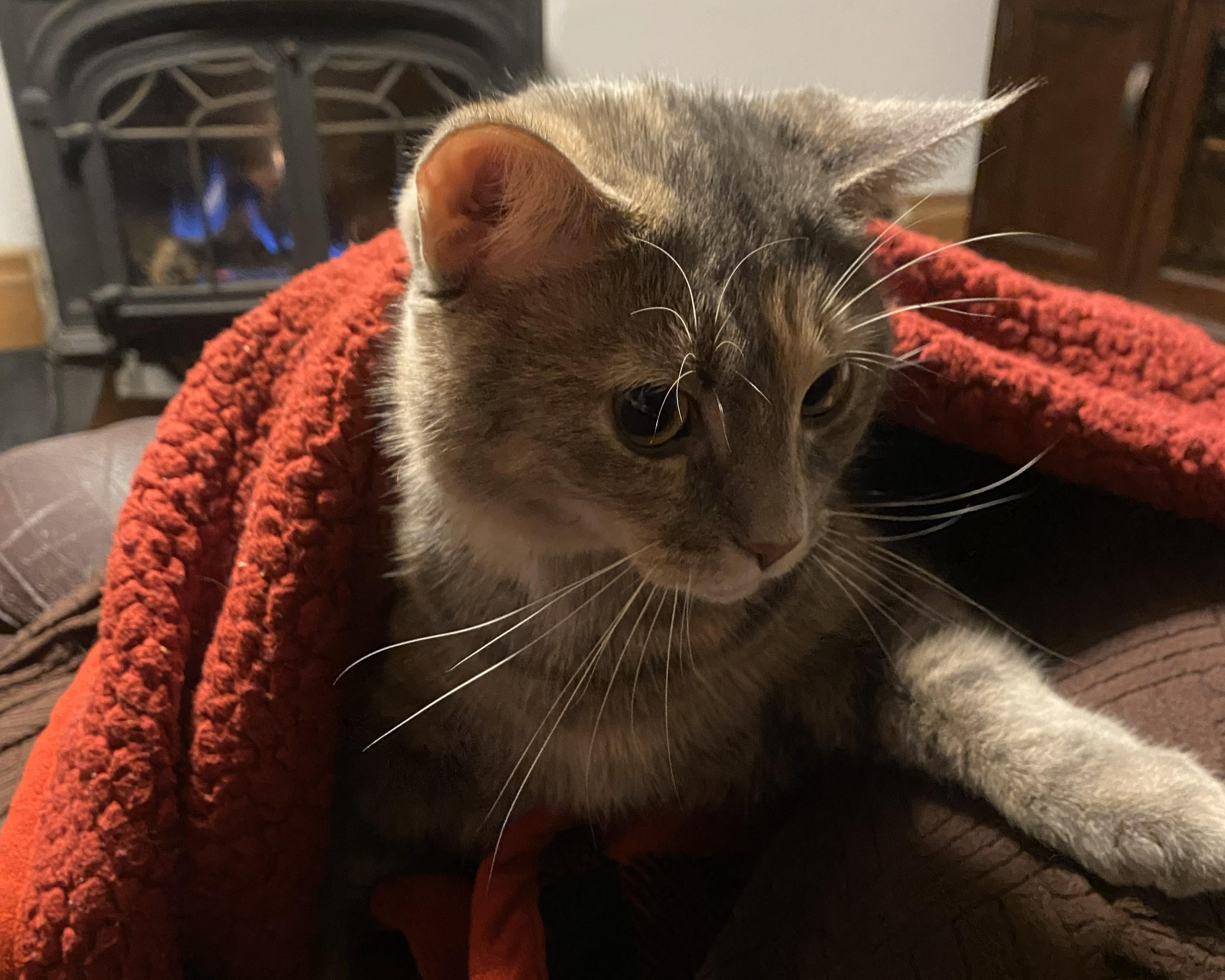 Enlarge Sadie, a ADOPTABLE mixed breed in Mayfield, NY image 2/5