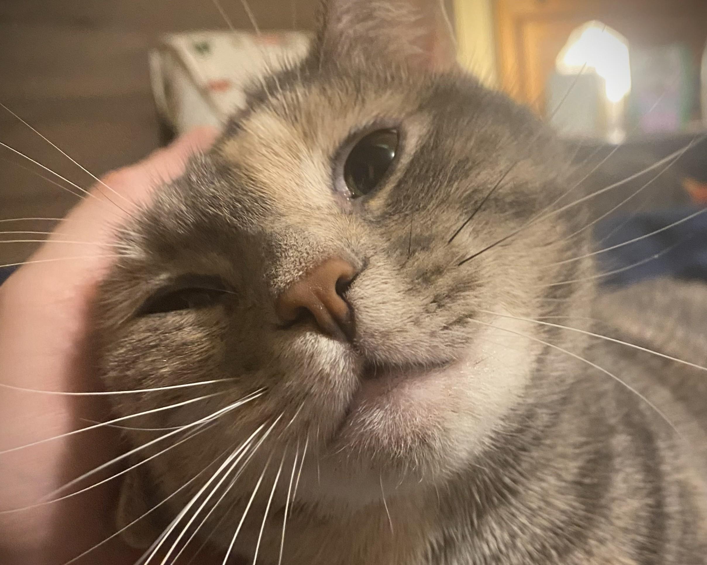 Sadie, ADOPTABLE, Young Female Domestic Short Hair.