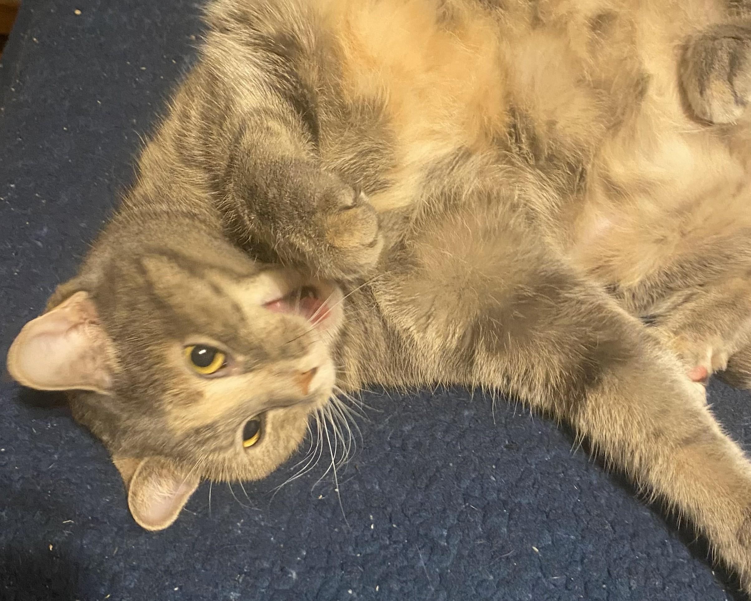 Enlarge Sadie, a ADOPTABLE mixed breed in Mayfield, NY image 5/5