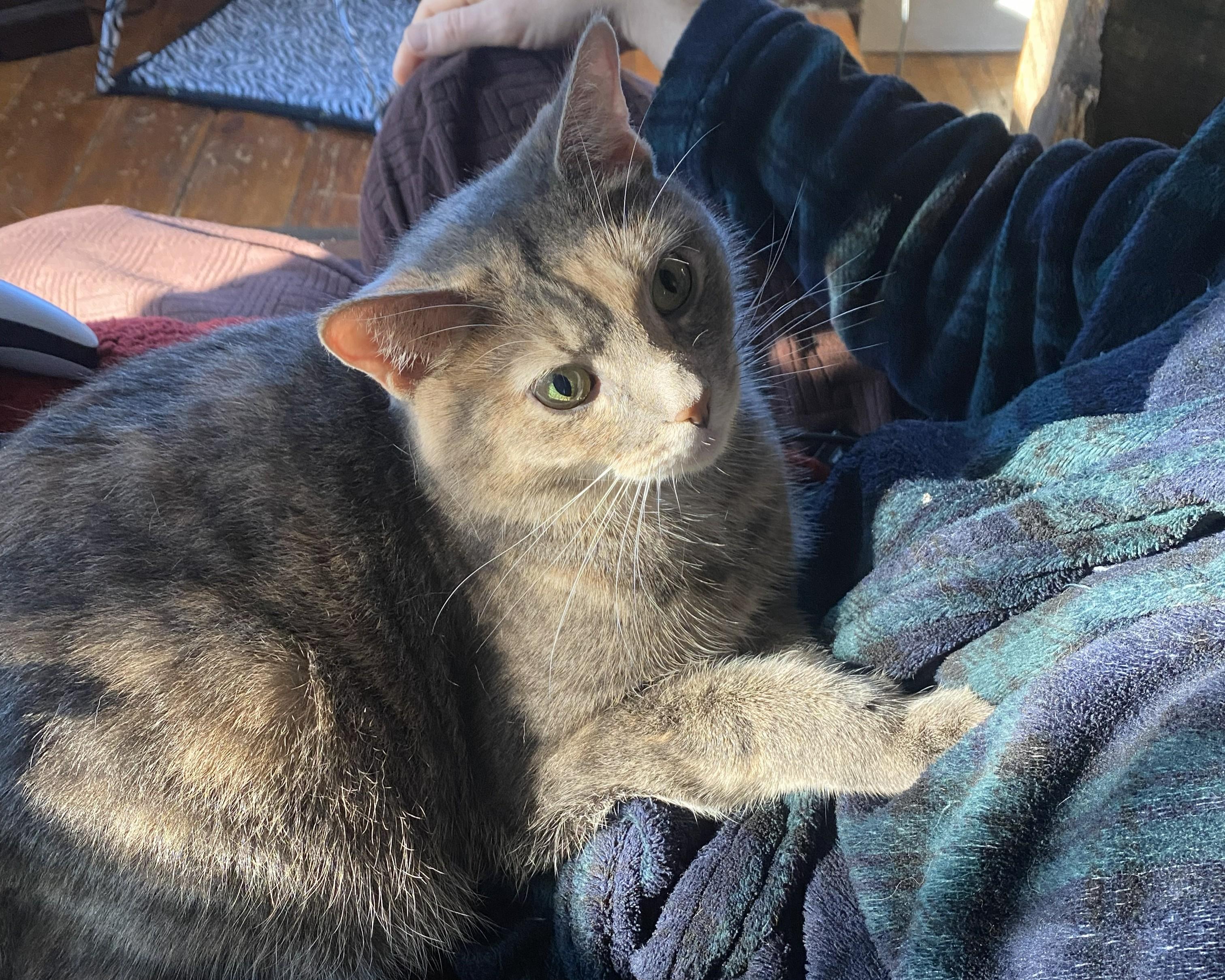 Enlarge Sadie, a ADOPTABLE mixed breed in Mayfield, NY image 4/5