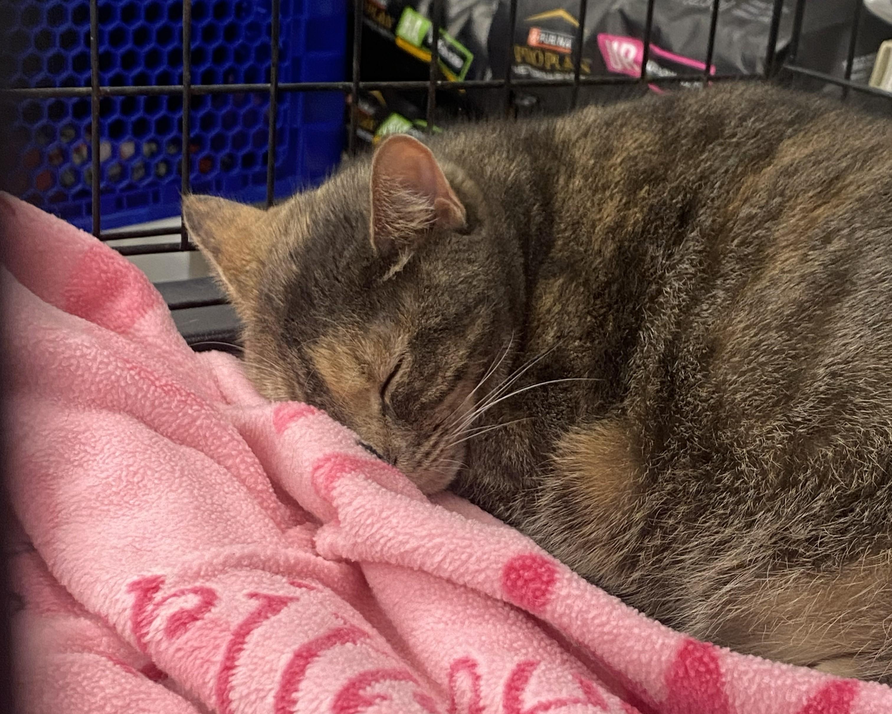 Enlarge Sadie, a ADOPTABLE mixed breed in Mayfield, NY image 3/5