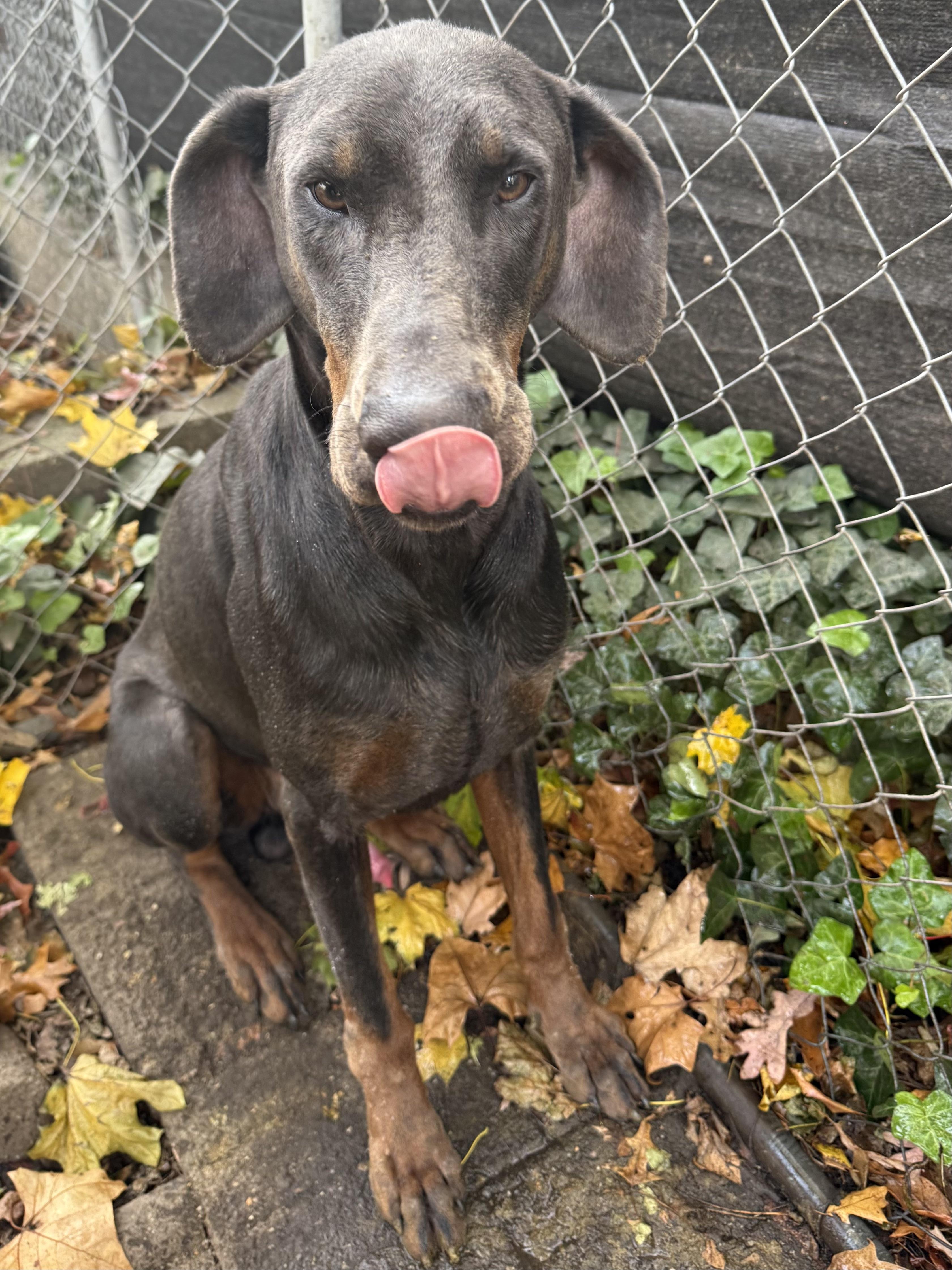 Enlarge Blue, a Adoptable Doberman Pinscher in Phoenixville, PA image 1/1