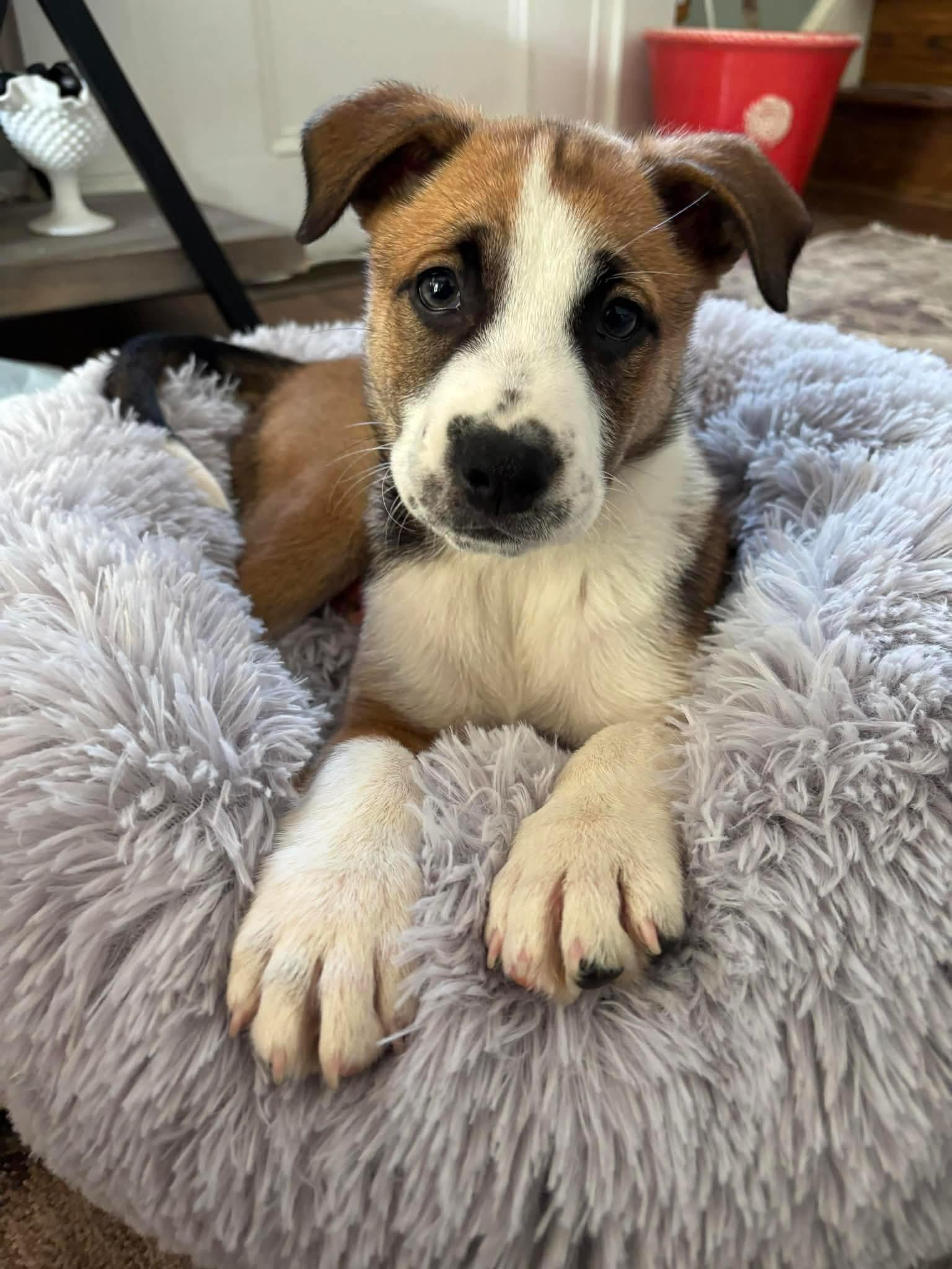 Enlarge Buster, a Adoptable mixed breed in Berlin, NJ image 1/3