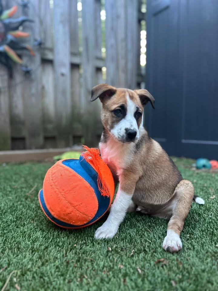 Enlarge Buster, a Adoptable mixed breed in Berlin, NJ image 2/3