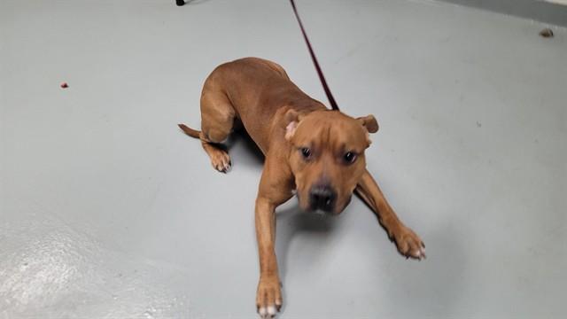 Enlarge ROCKY, a Adoptable Pit Bull Terrier in Saint Cloud, FL image 1/1