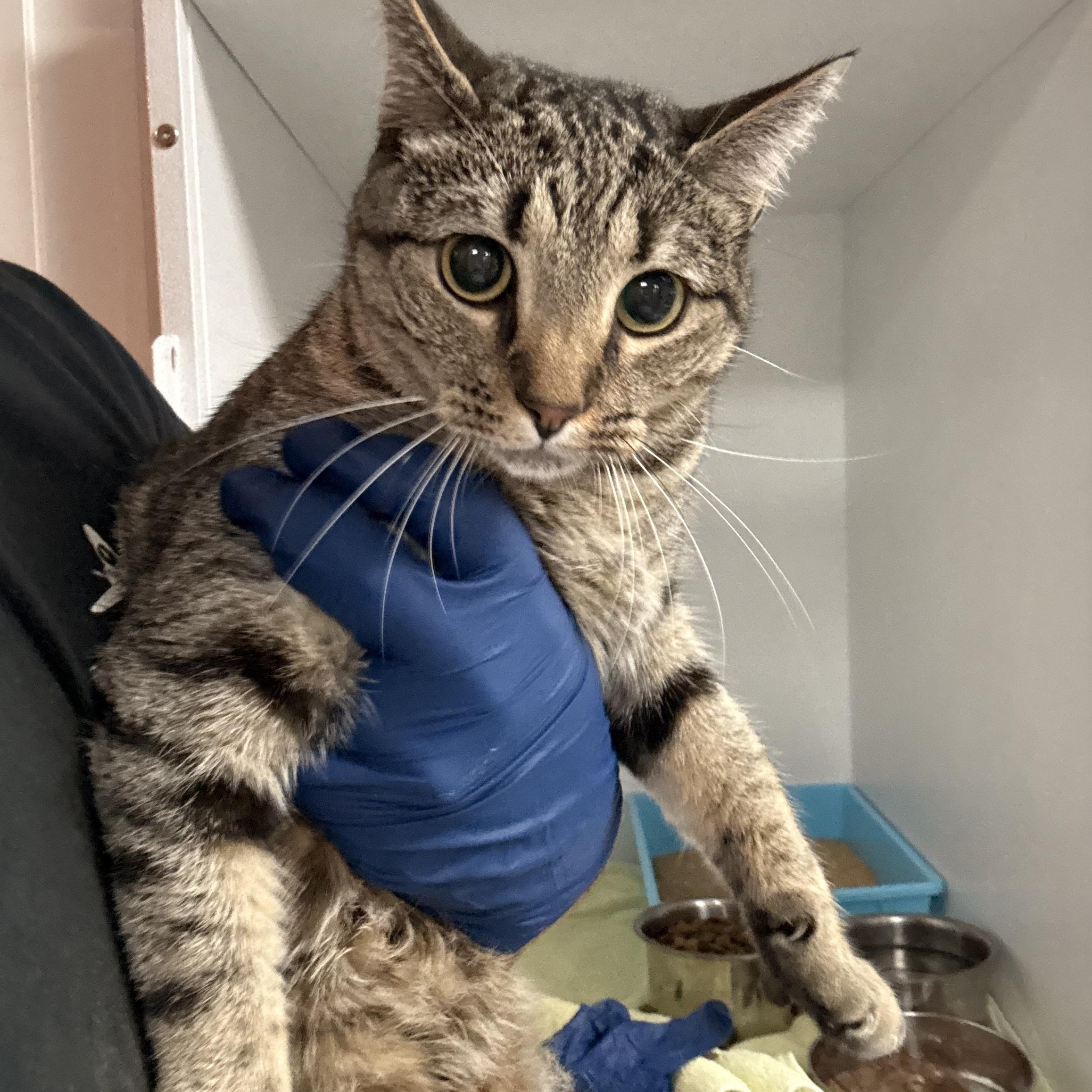 Diva, Adoptable, Adult Female Domestic Short Hair.