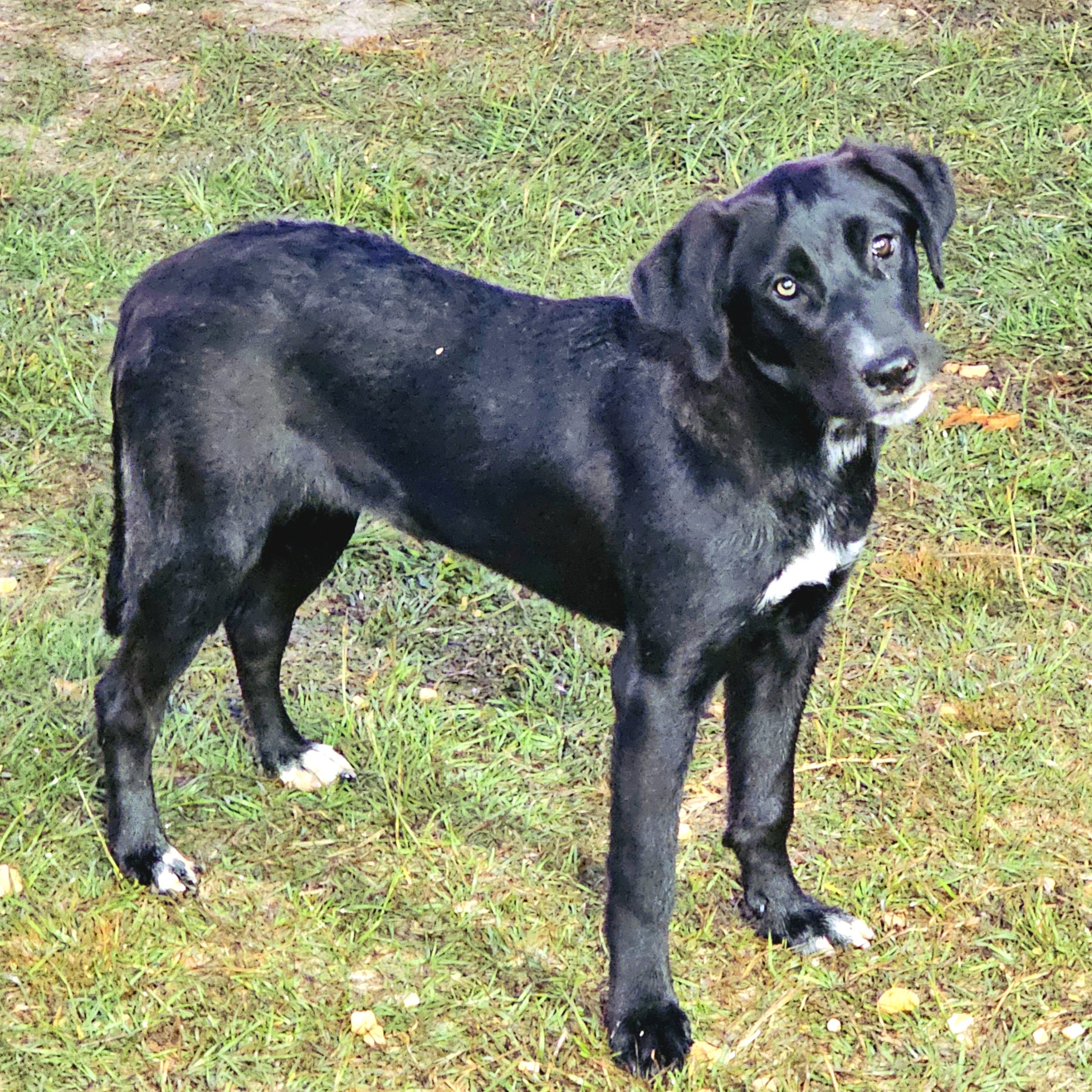 Bindi, a Adoptable mixed breed in Raphine, VA image 1/4
