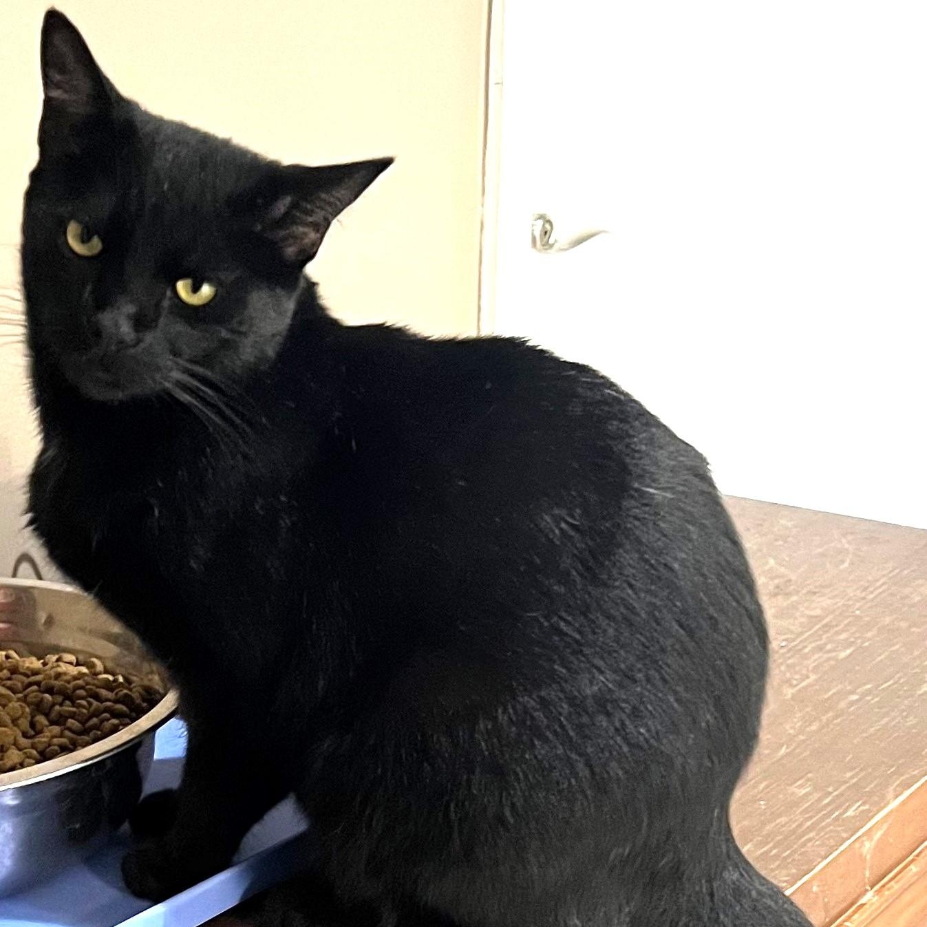 TABATHA ** BLACK BEAUTY**, Adoptable, Young Female Domestic Short Hair.