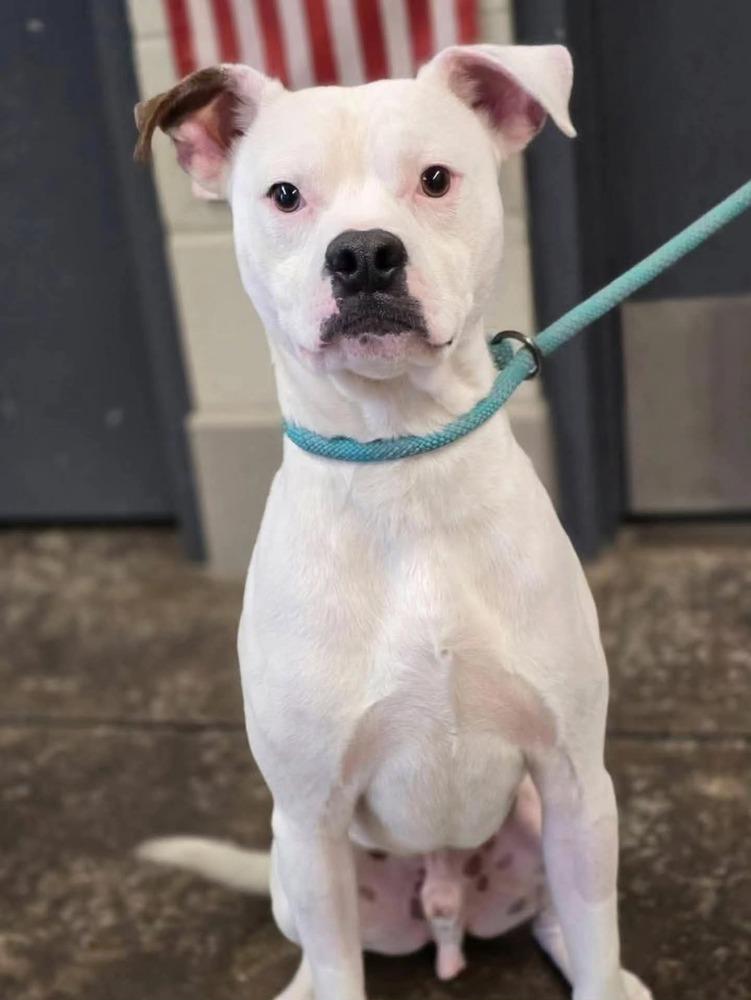 Ghost, Adoptable, Young Male American Bulldog.