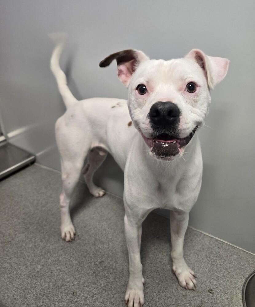 Enlarge Ghost, a Adoptable mixed breed in Wellington, KS image 2/5