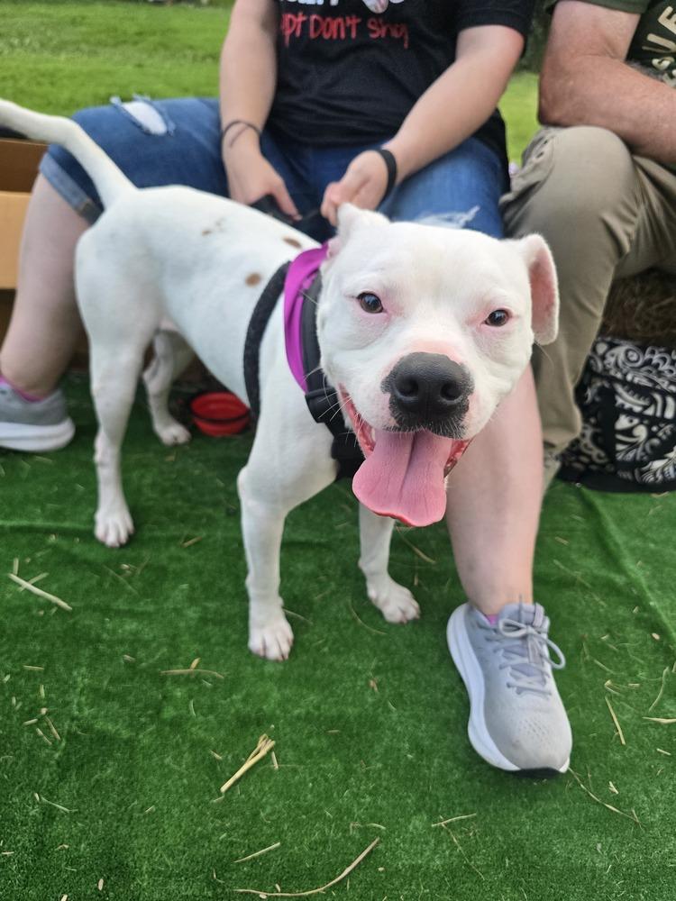 Enlarge Ghost, a Adoptable mixed breed in Wellington, KS image 3/5