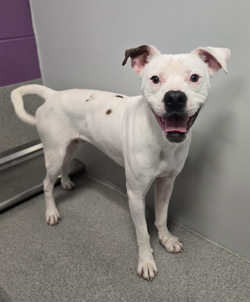 Enlarge Ghost, a Adoptable mixed breed in Wellington, KS image 4/5