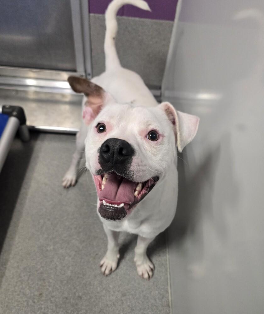Enlarge Ghost, a Adoptable mixed breed in Wellington, KS image 5/5