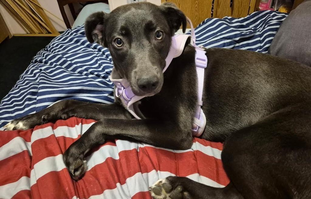 Enlarge Nala Reign, a Adoptable mixed breed in Bloomington, IN image 2/2